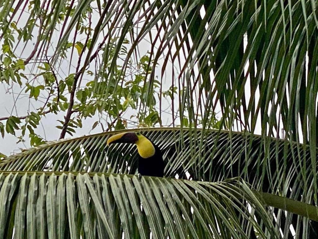 Casa Tropical Ceiba