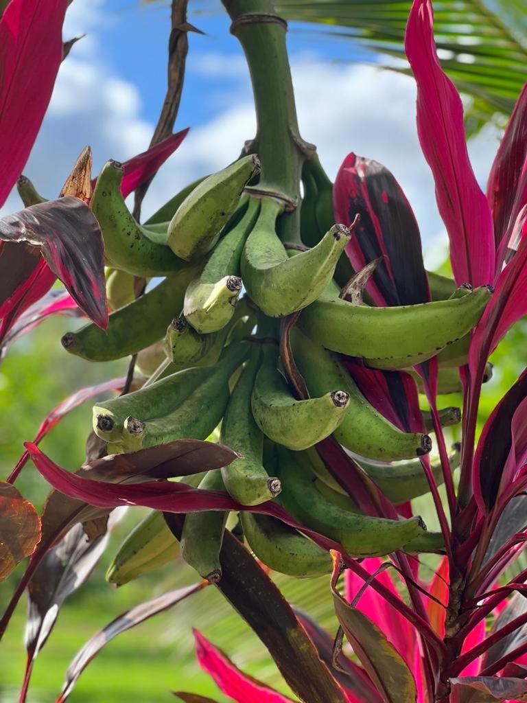 Casa Tropical Ceiba