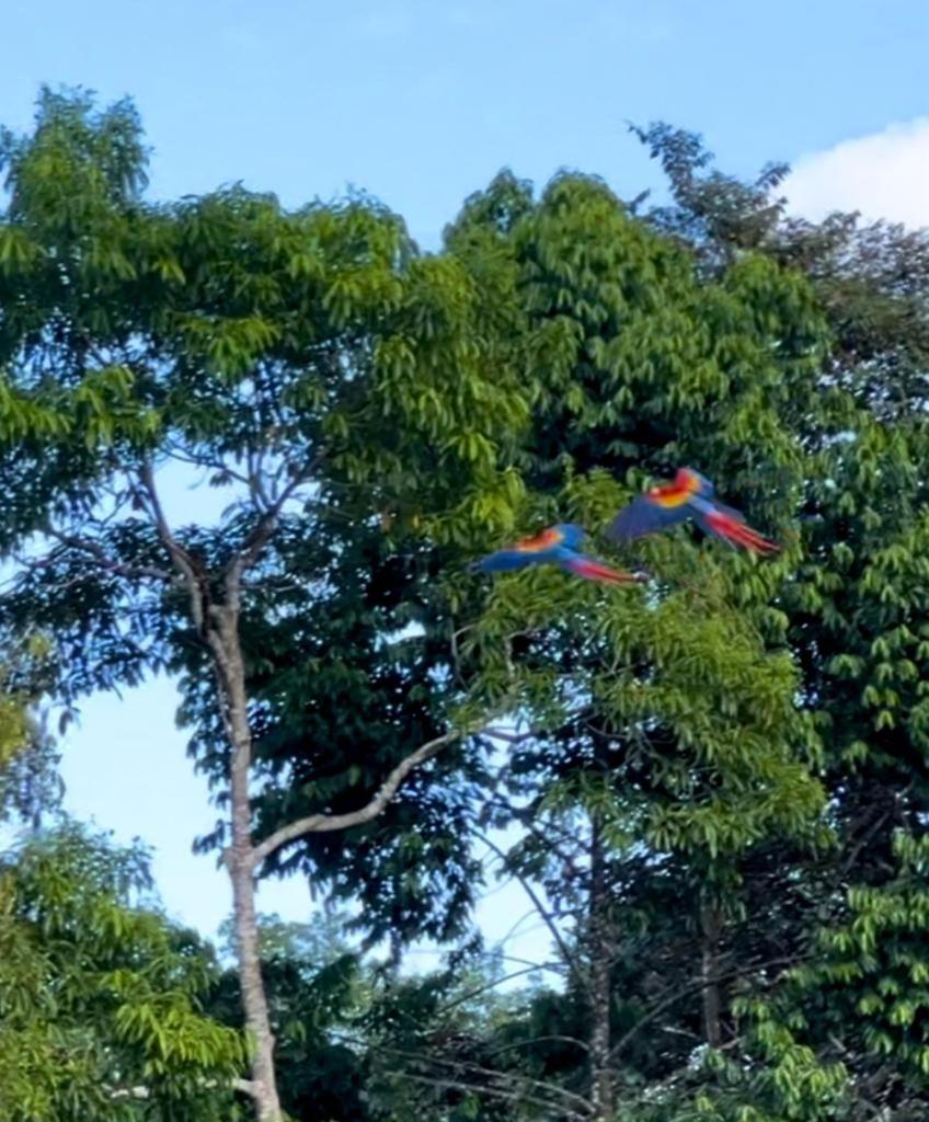 Casa Tropical Ceiba