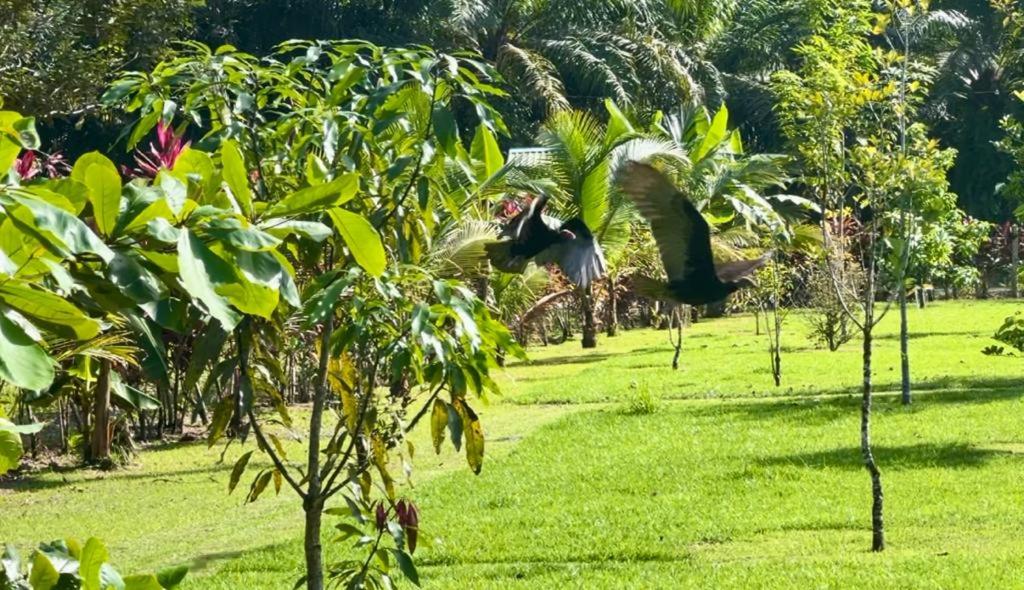 Casa Tropical Ceiba