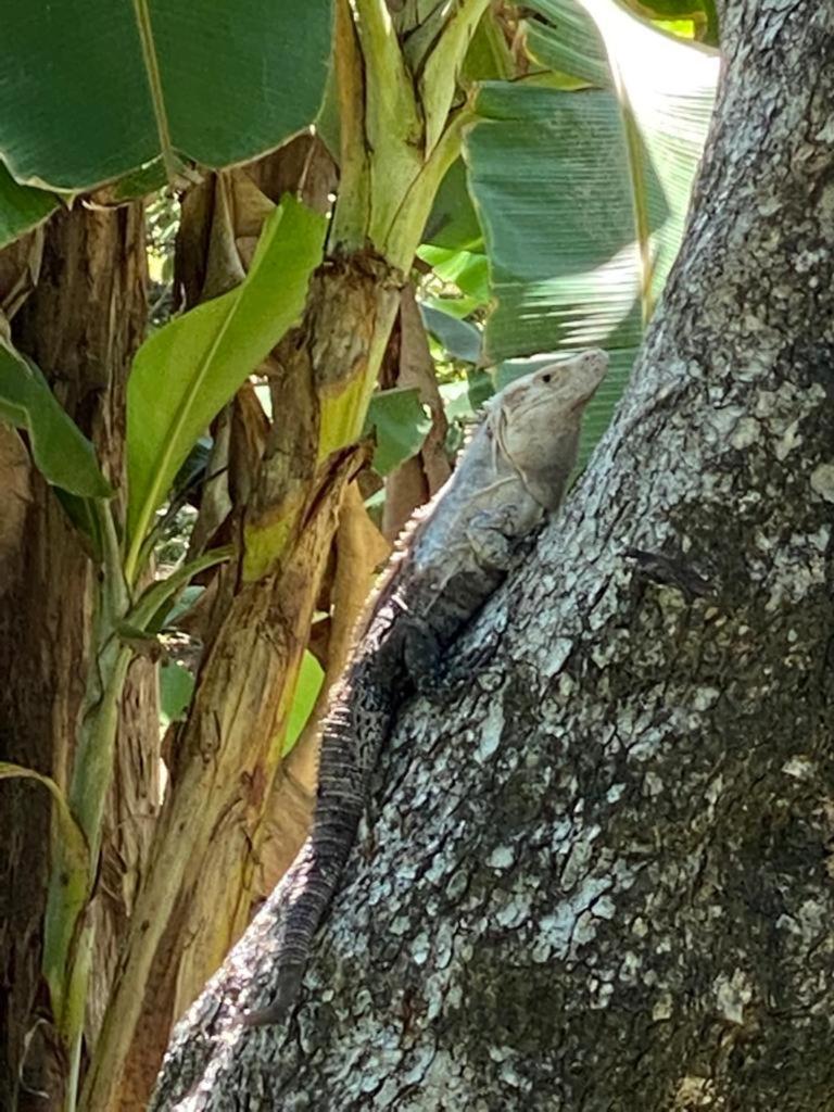 Casa Tropical Ceiba