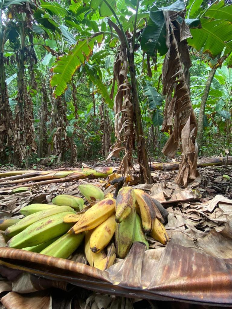 Casa Tropical Ceiba