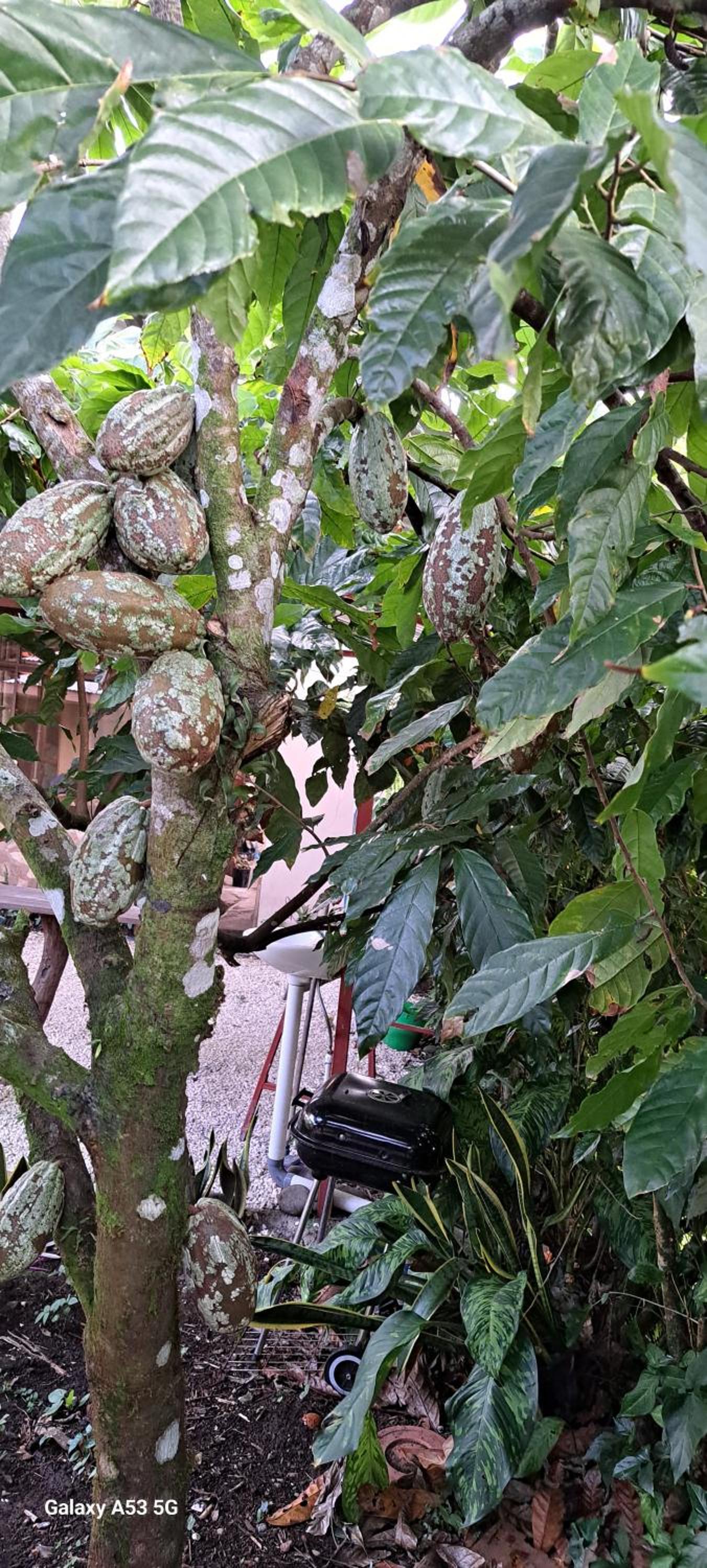 Bijagua paradise Río Celeste