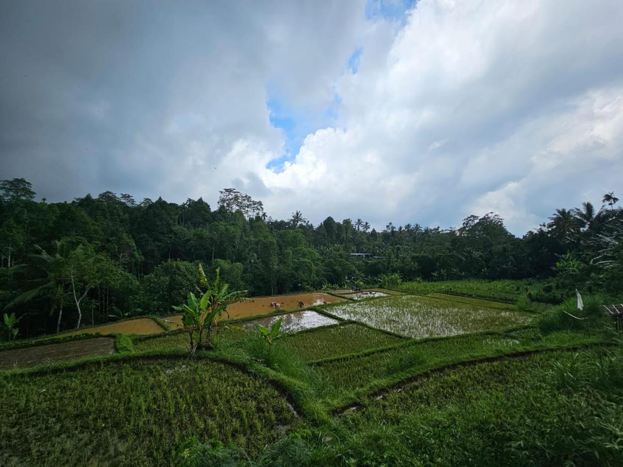 Avocado homestay