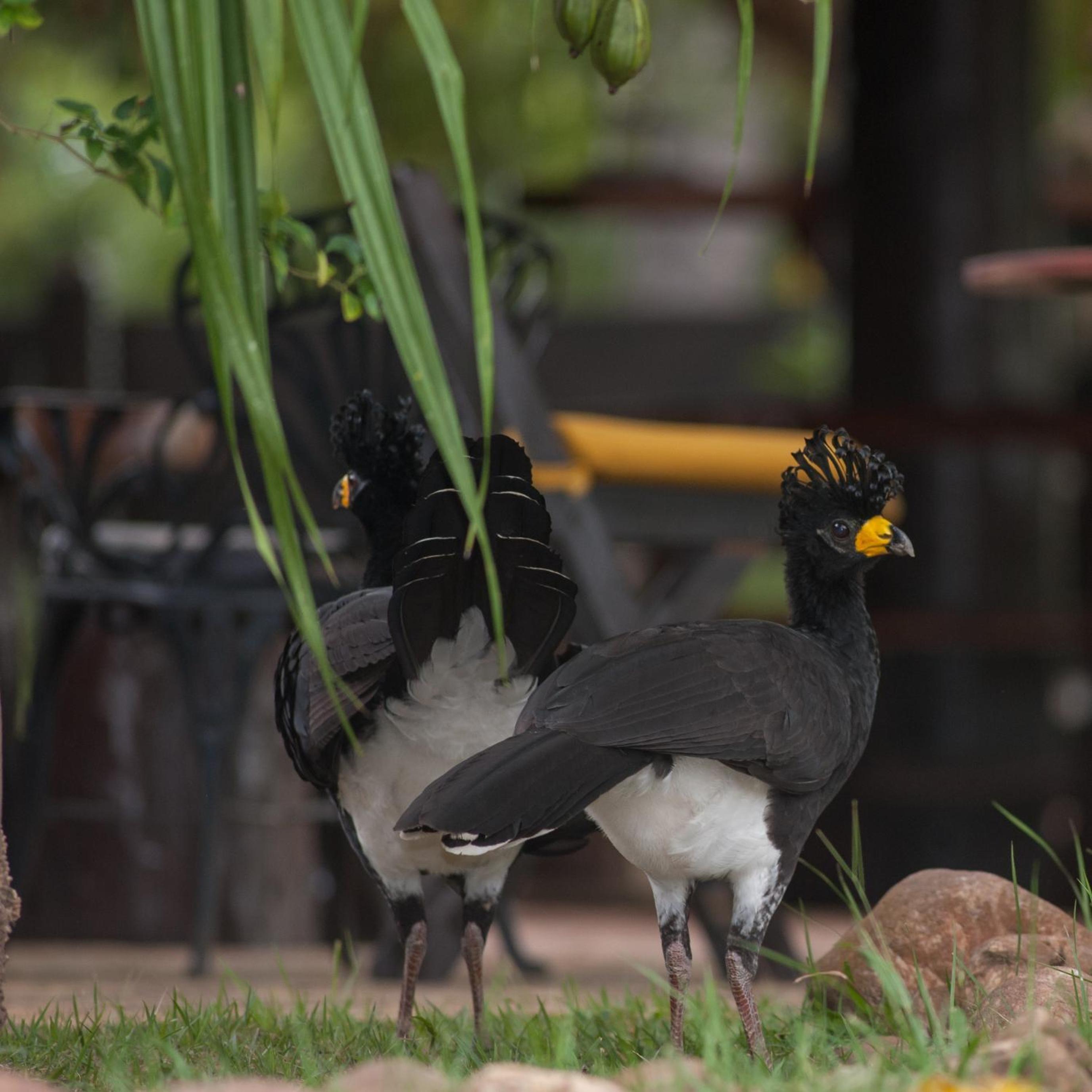 Pousada Araras Pantanal Eco Lodge