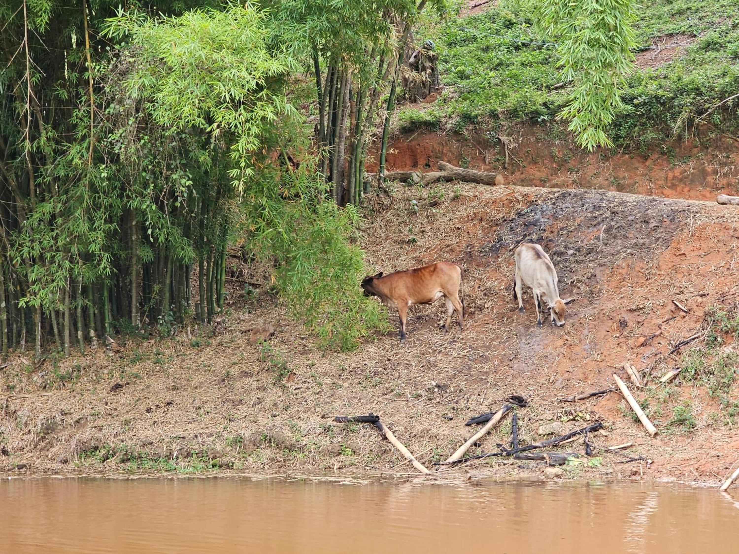 Sitio Reis Membeca