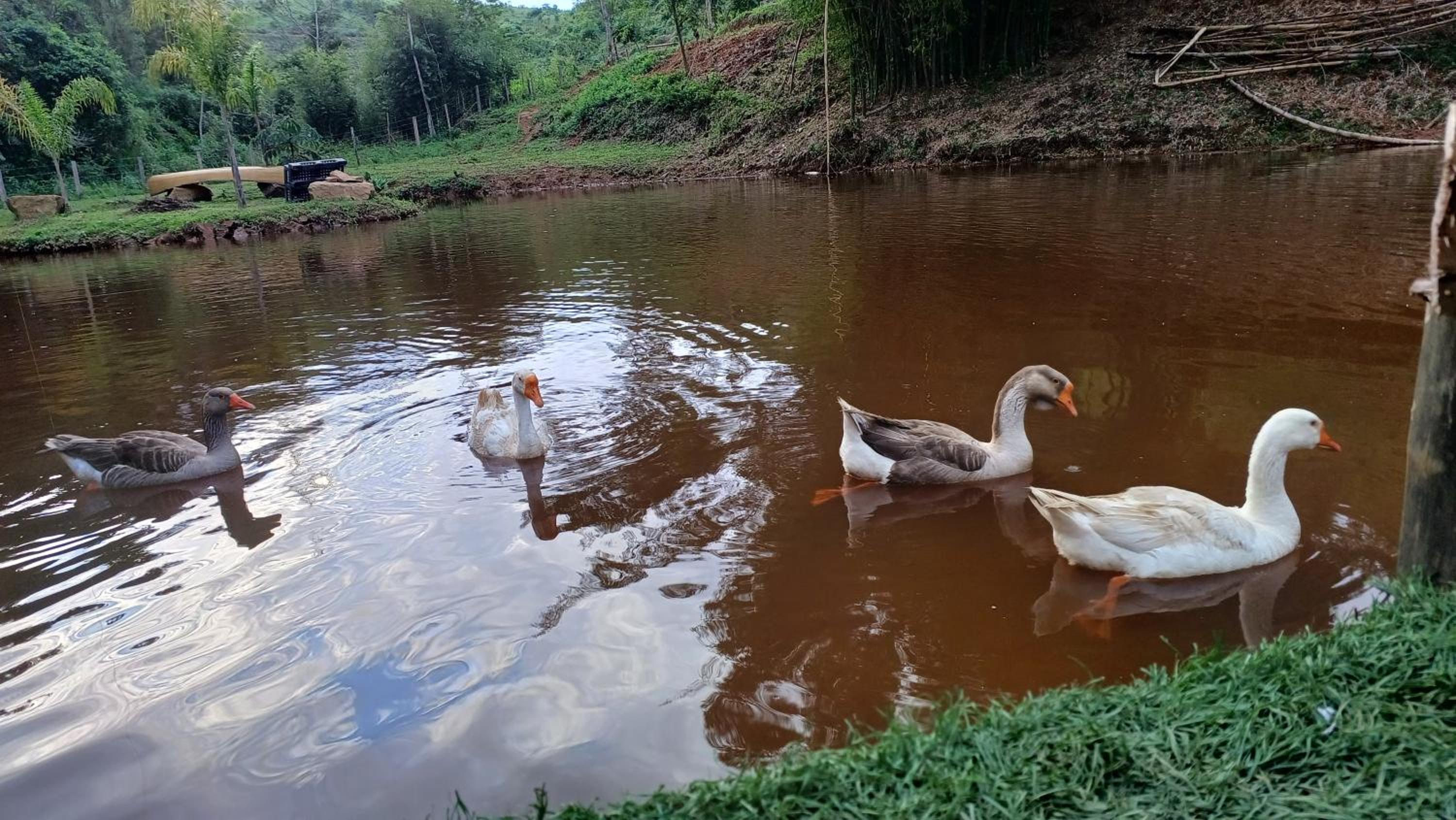 Sitio Reis Membeca