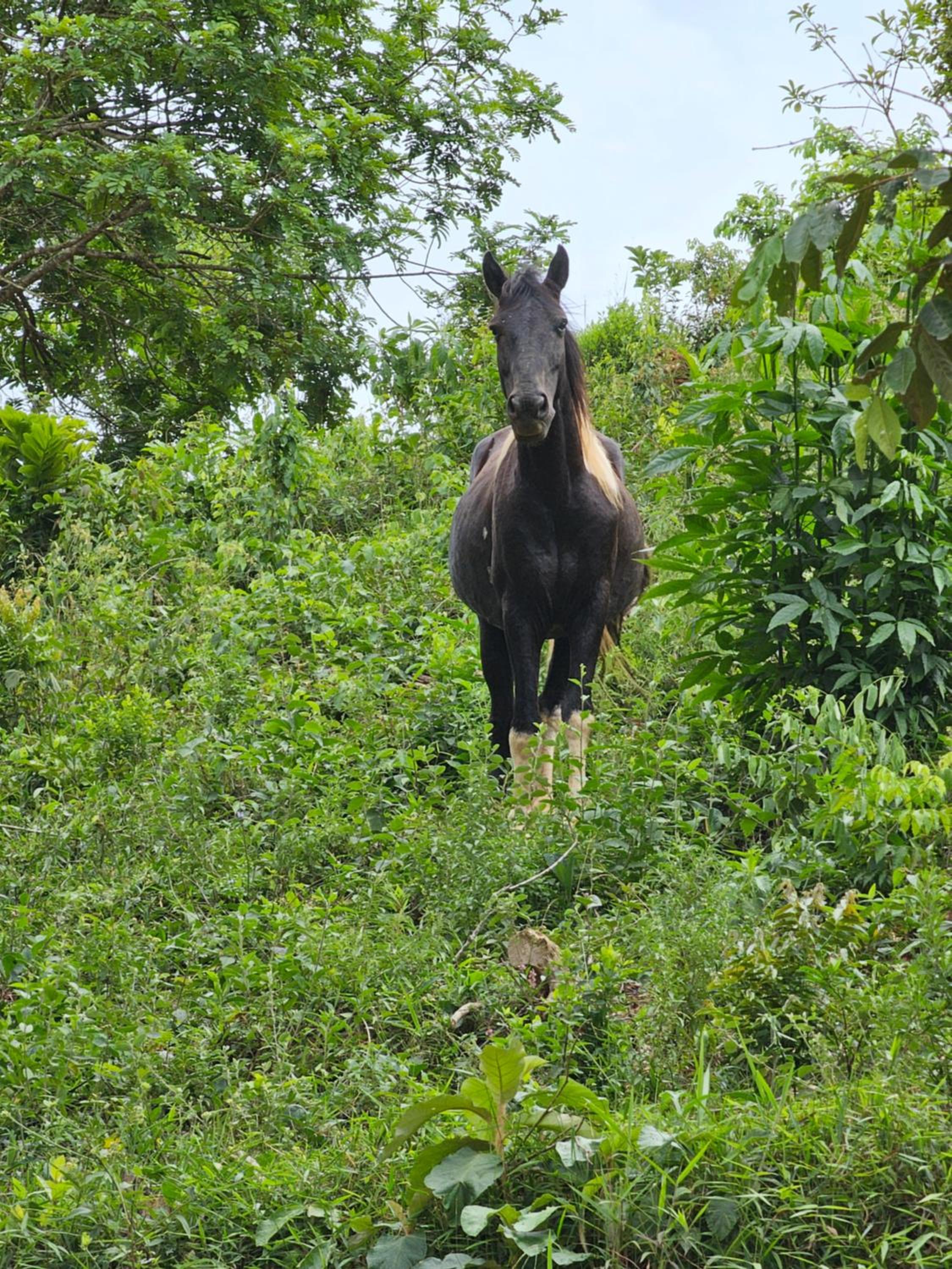 Sitio Reis Membeca