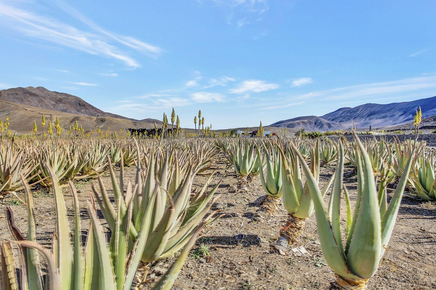 Casa Pilar, Aurora y Tarabilla en Finca Ecológica