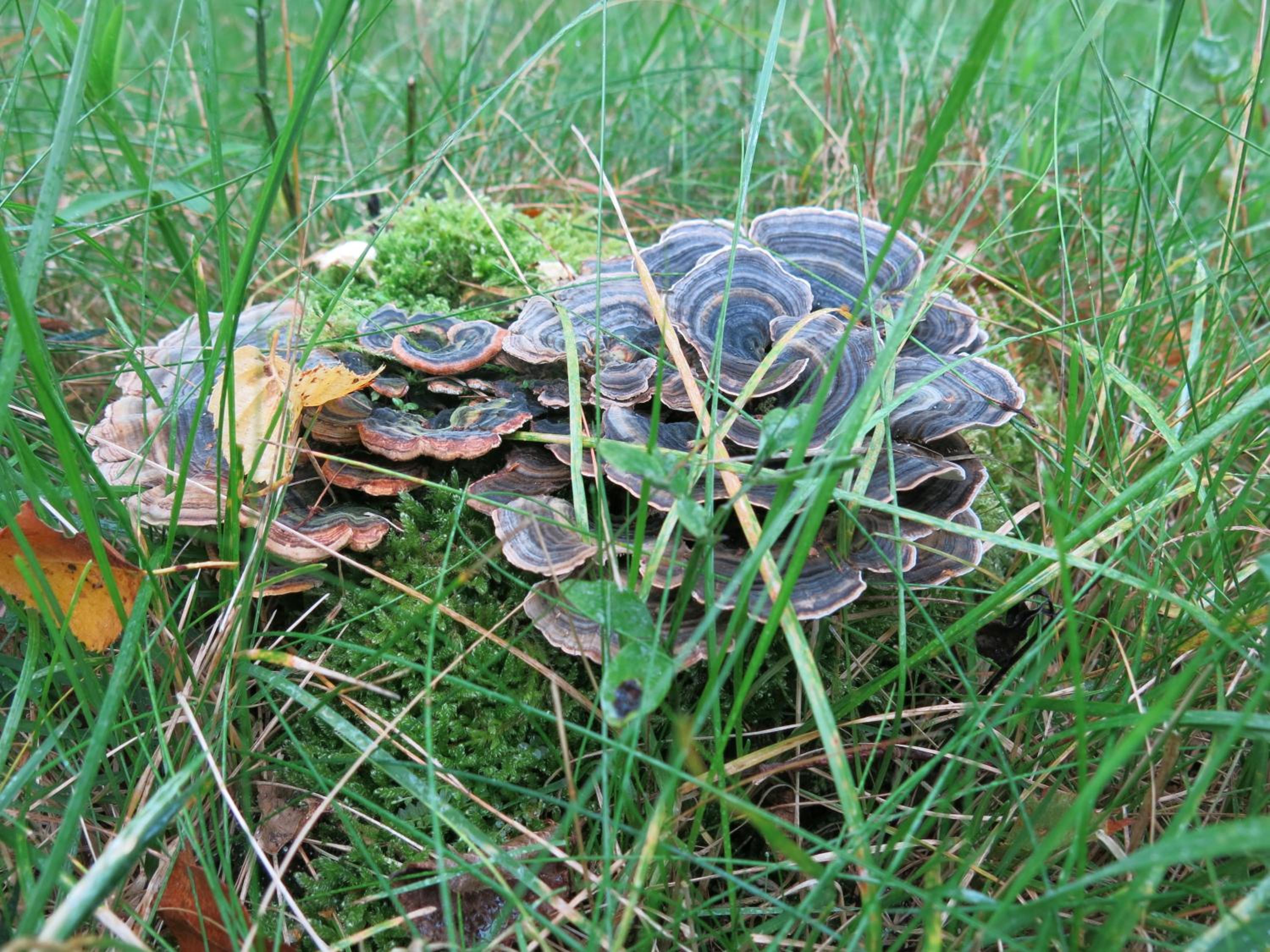 Östra Nyrups Lantliv
