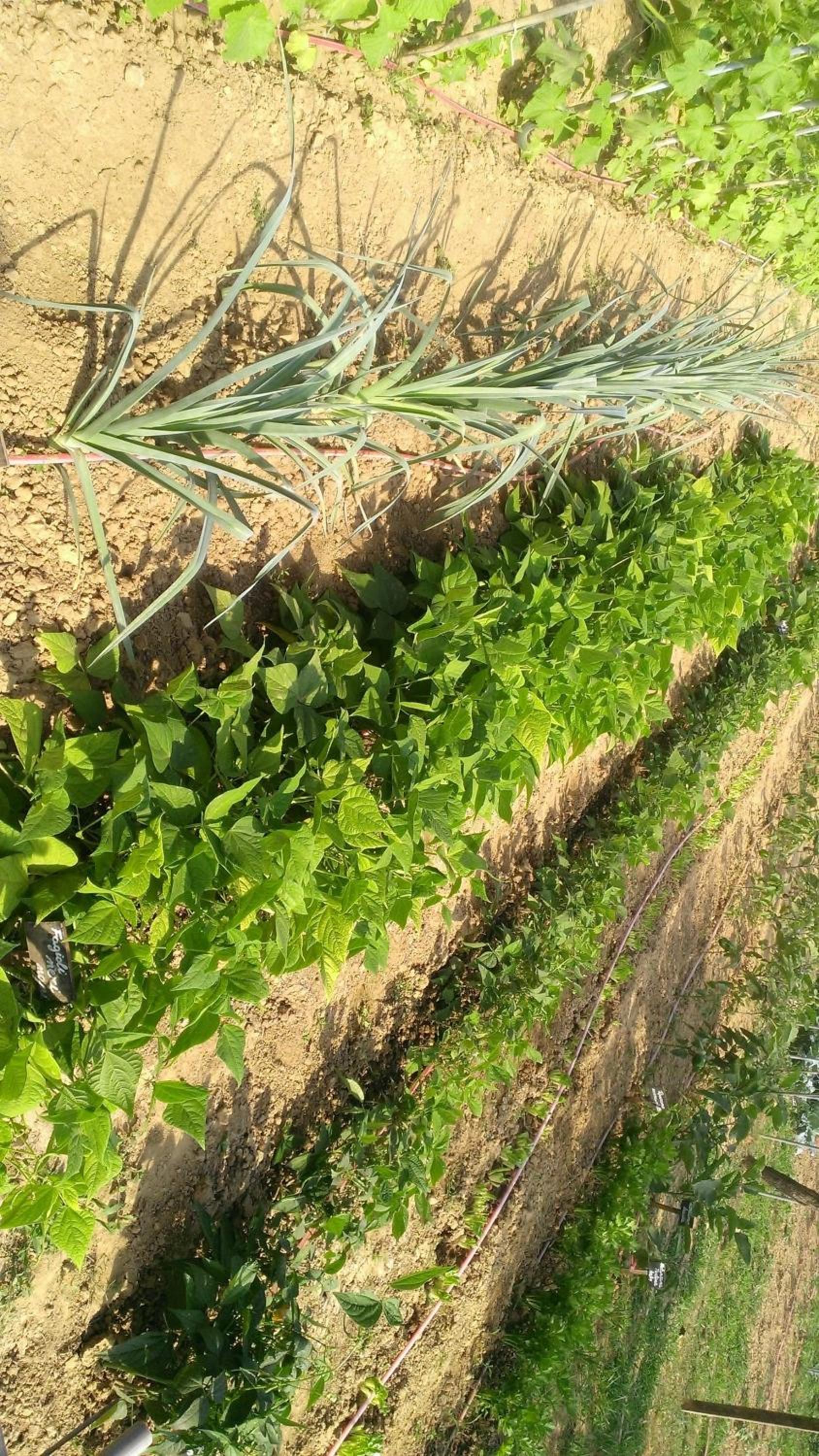 Agriturismo Cascina Knec