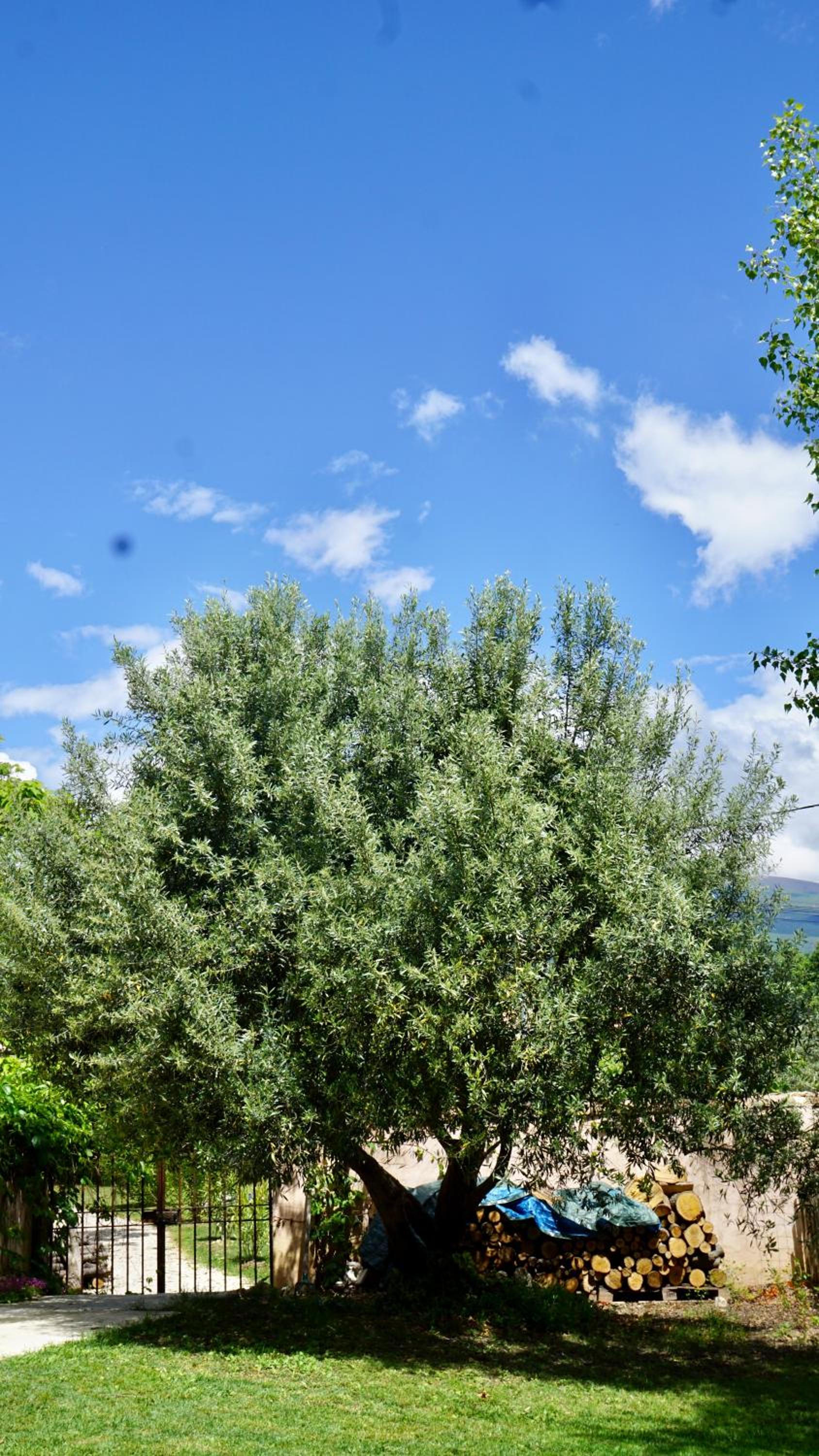 Photo 25