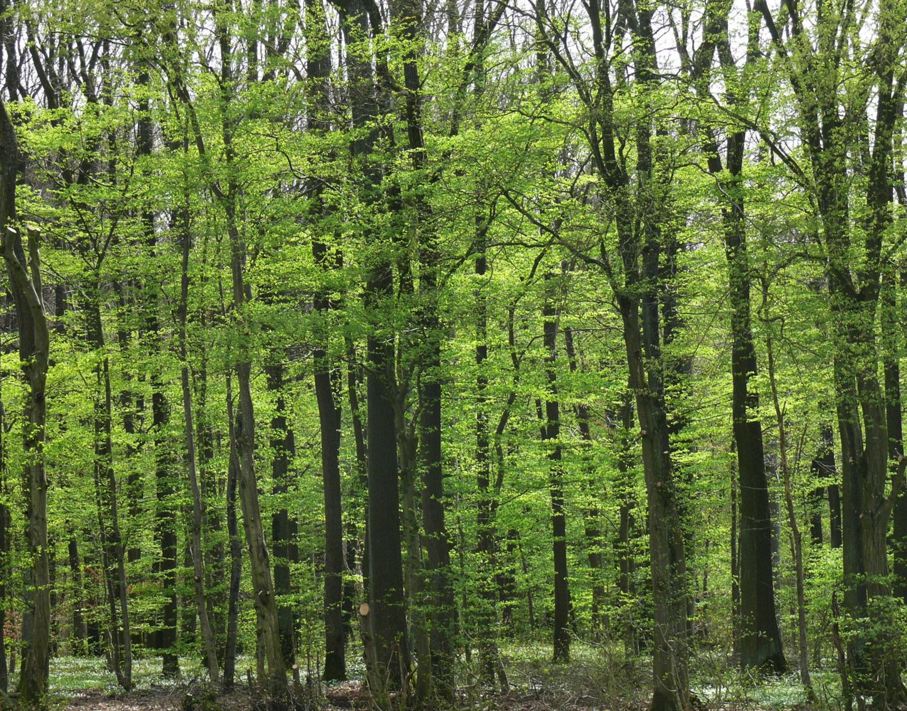 Ferienwohnungen Fischer