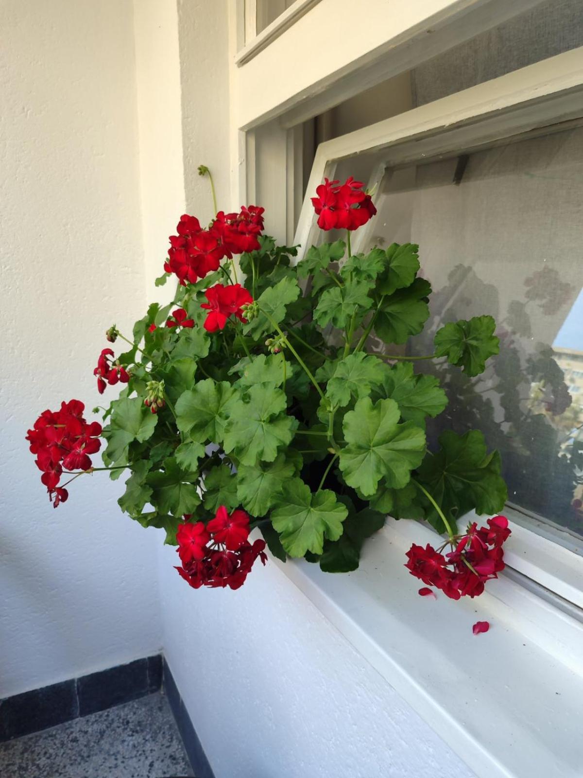 Flowers Apartment Tuzla