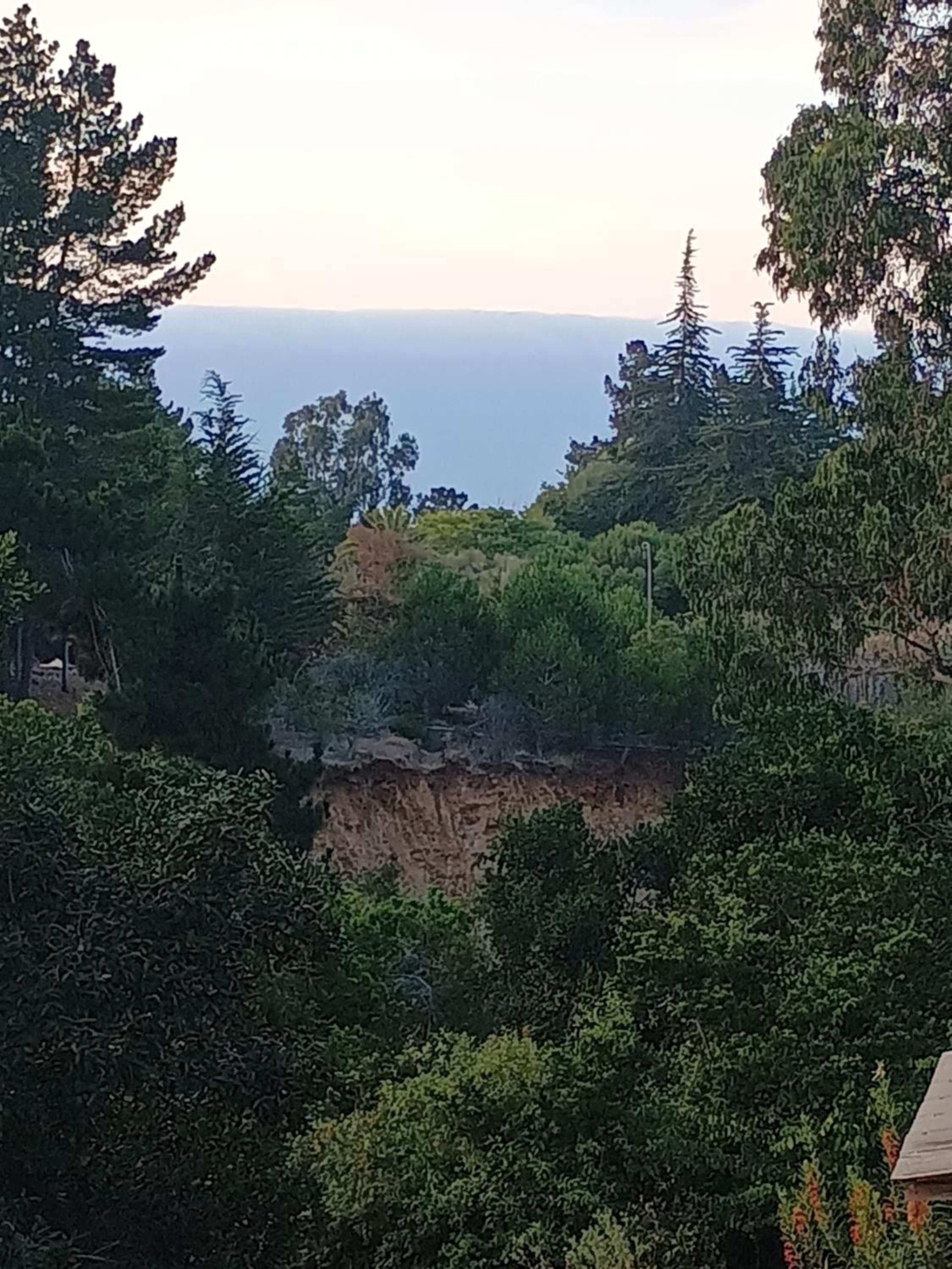 Naturaleza viva Algarrobo