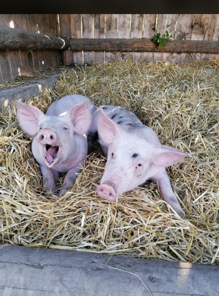 Nussbaumer am Irrsee