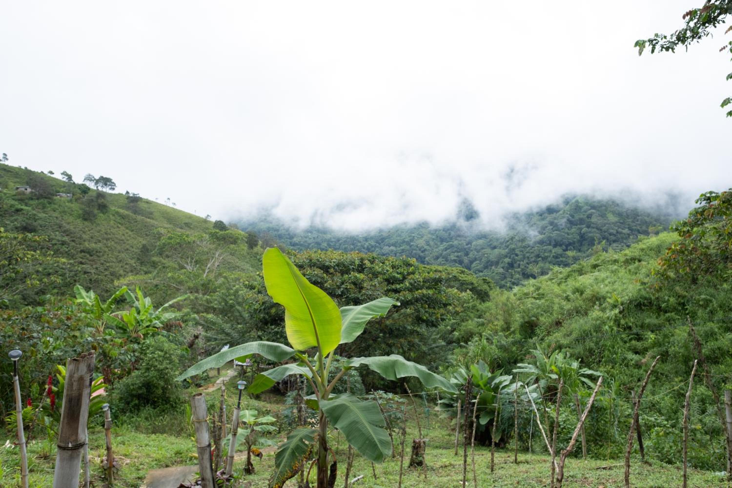 hospedaje en Minca Paraiso de la sierra