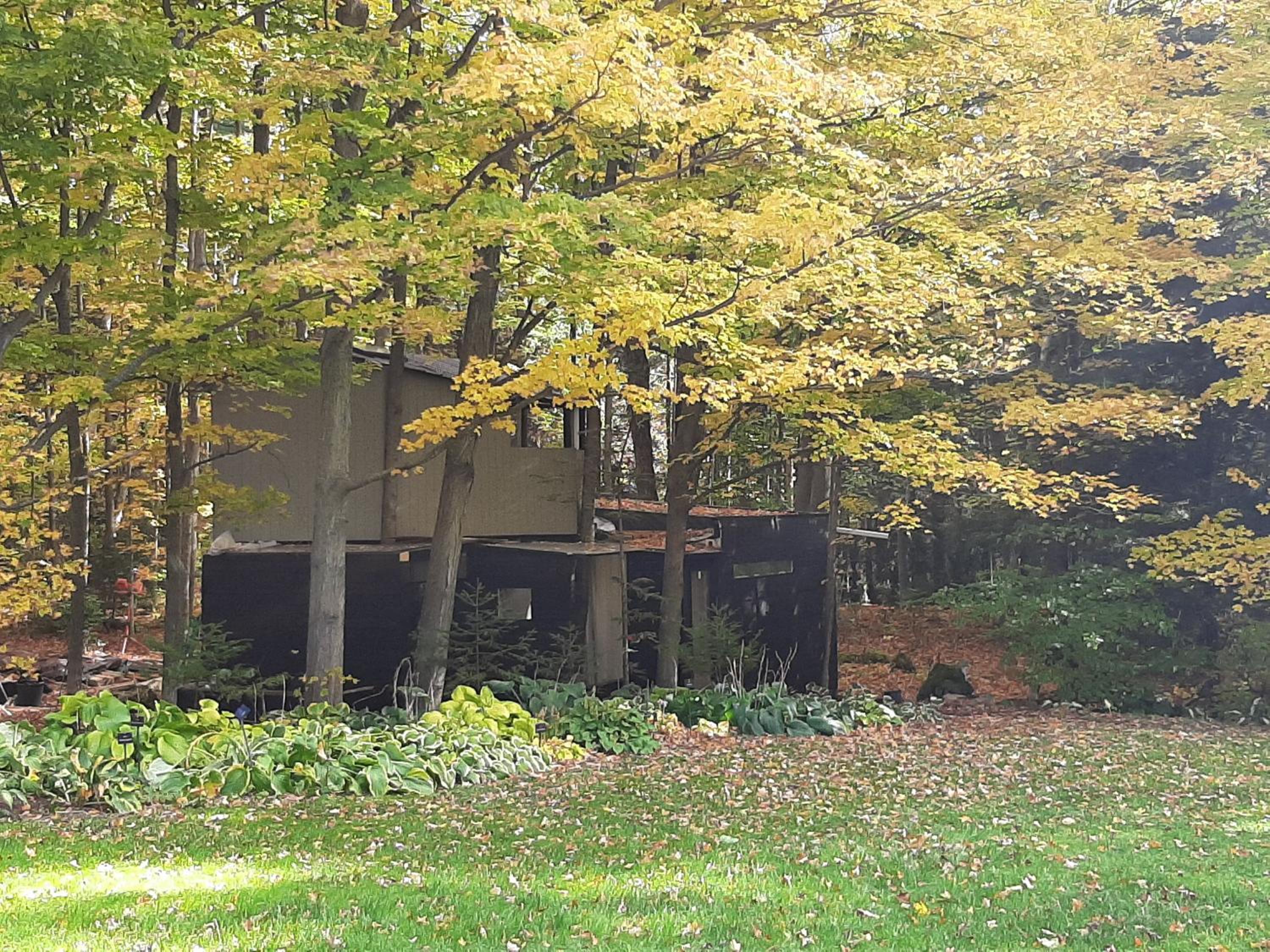 Black Pine Tree House