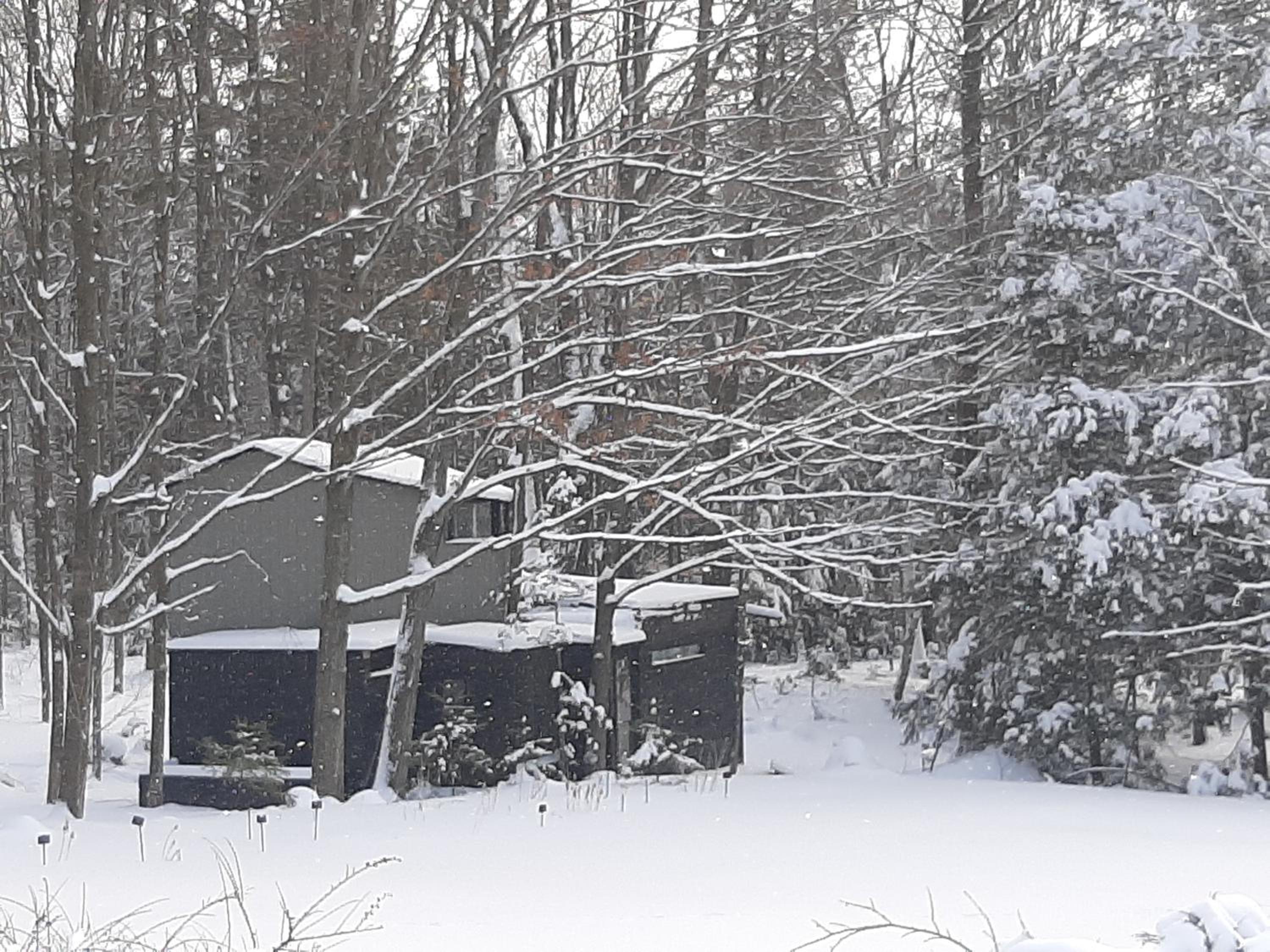 Black Pine Tree House