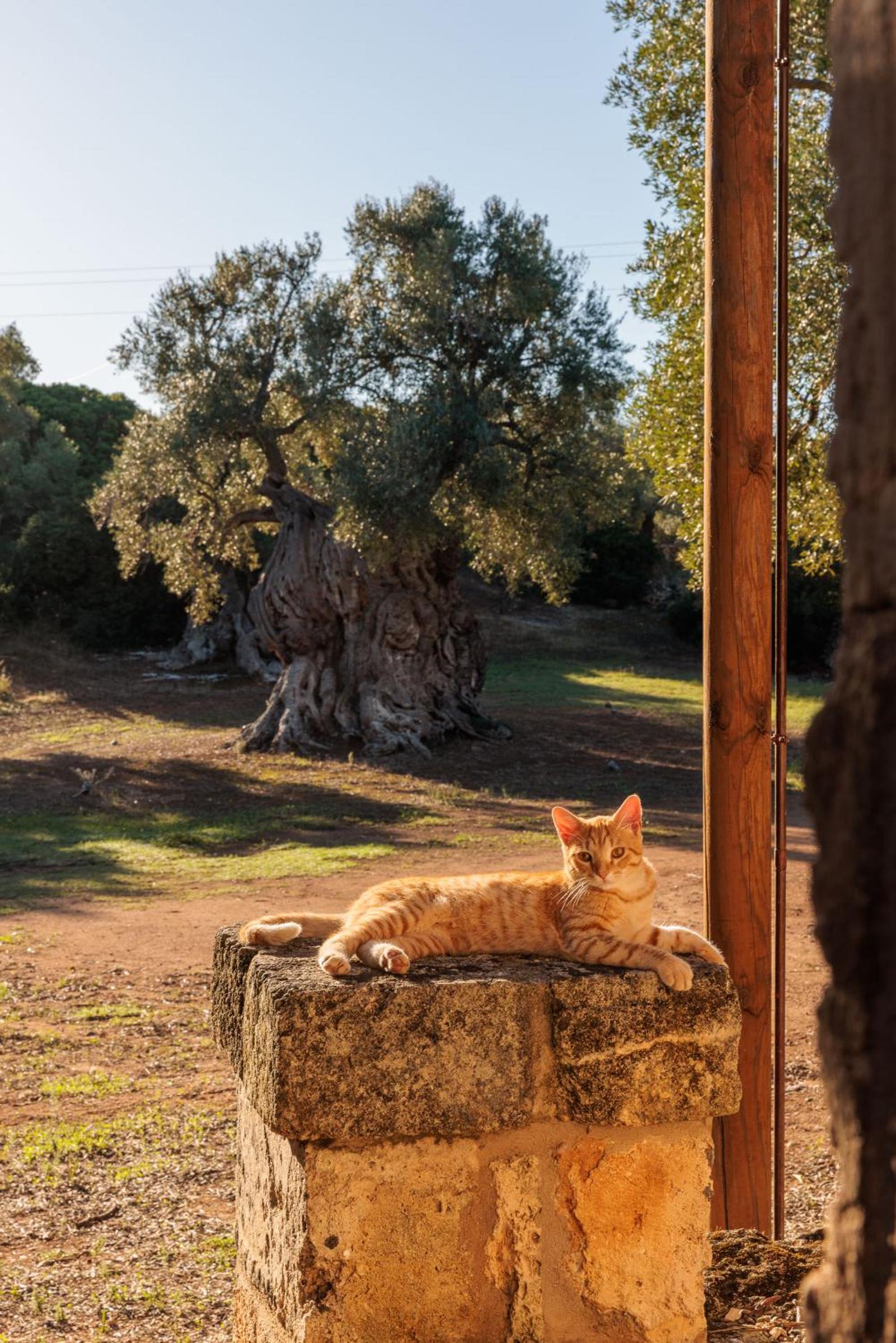 Masseria Brigantino view 5