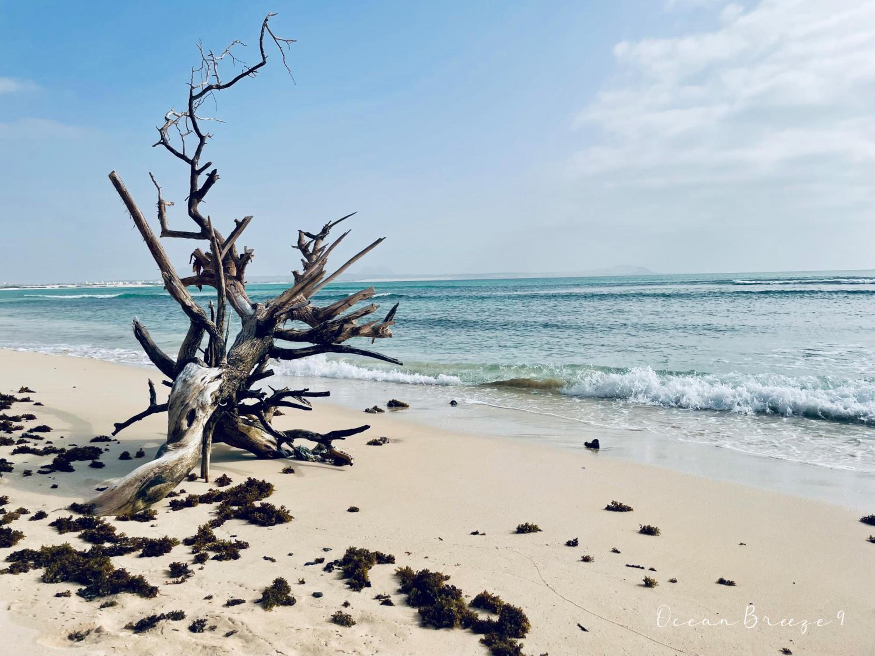 Ocean Breeze 9