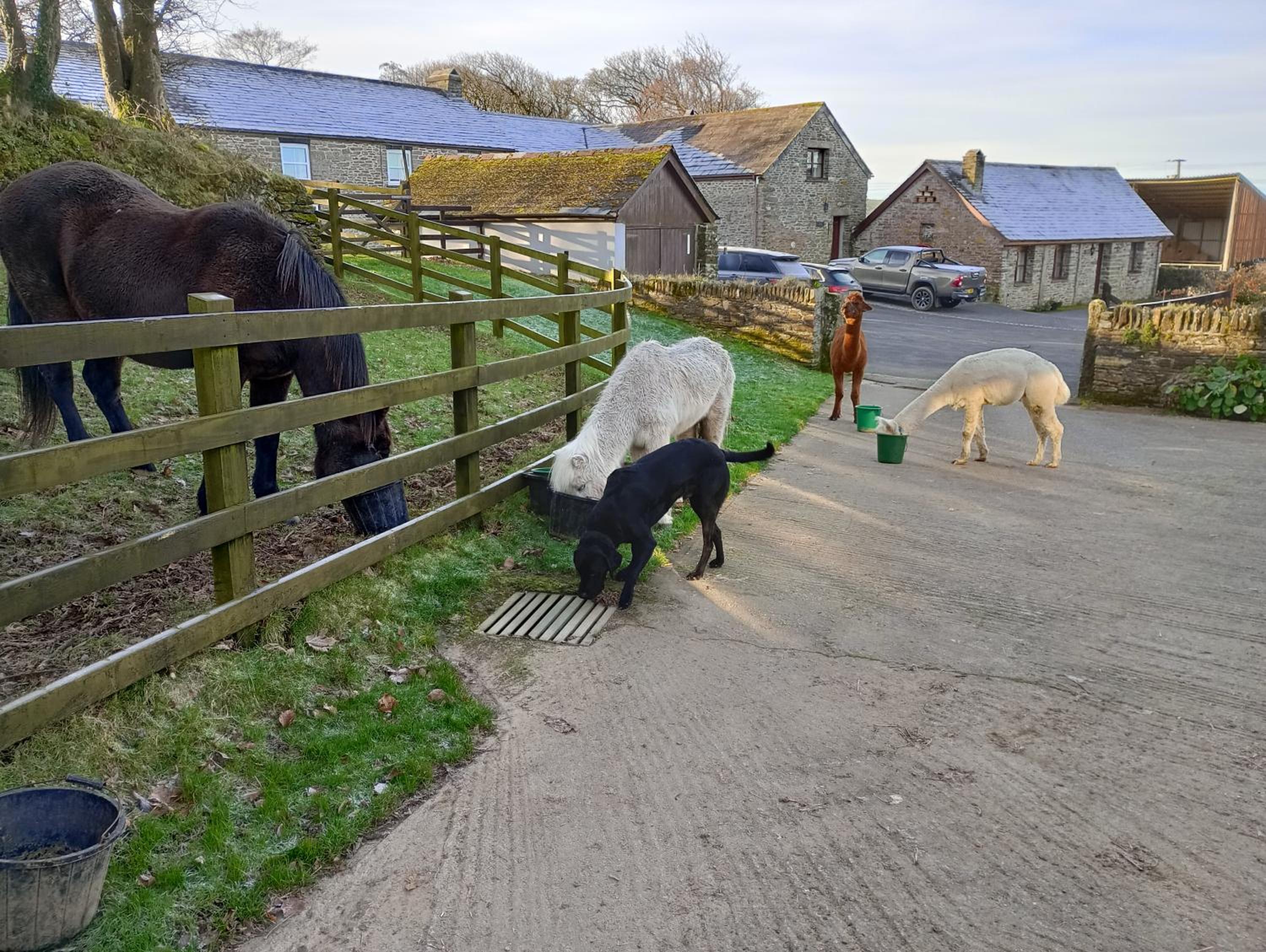 Fentrigan Manor Farm & Holiday Cottages
