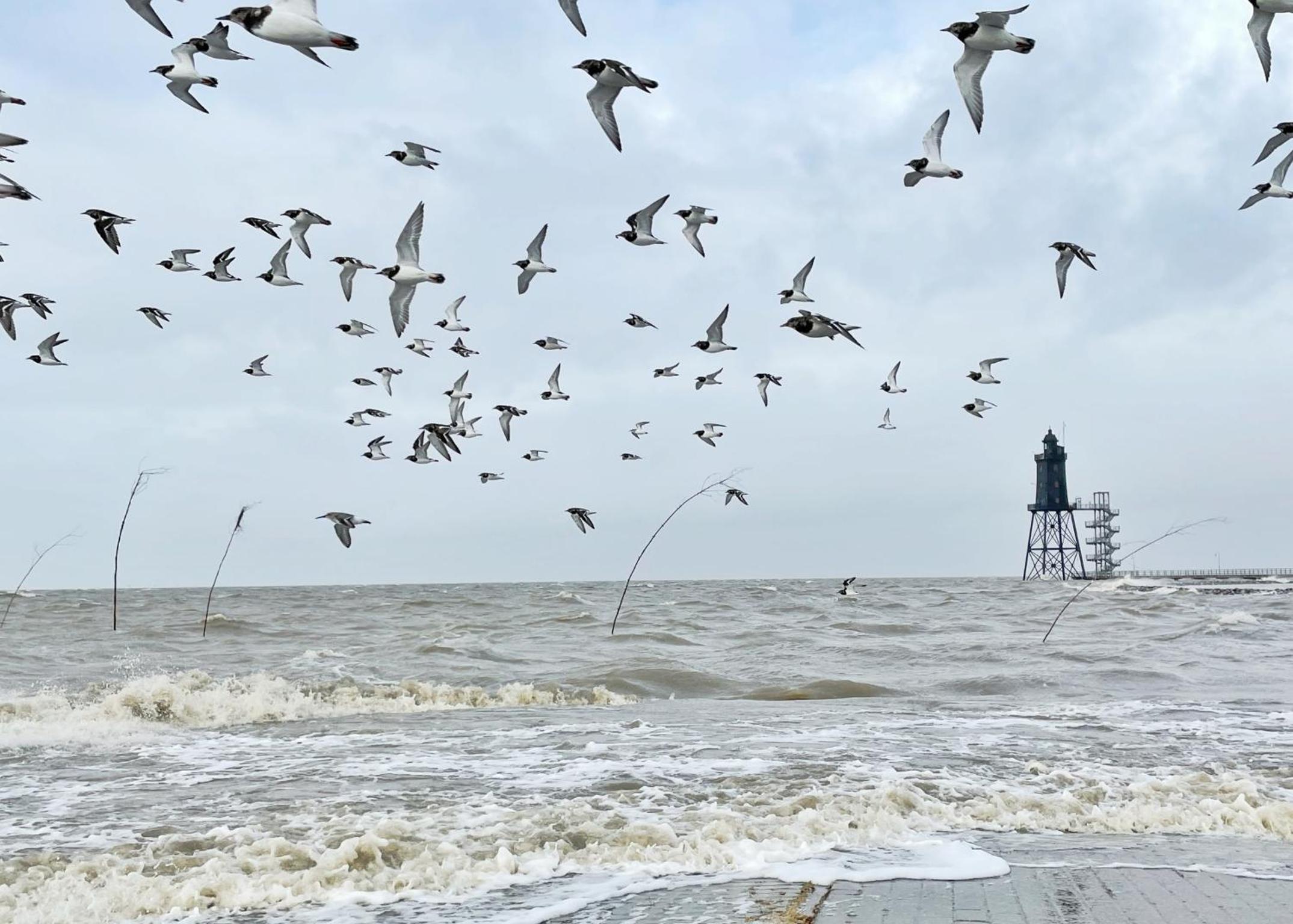 Wohlfühlen am Nordseedeich