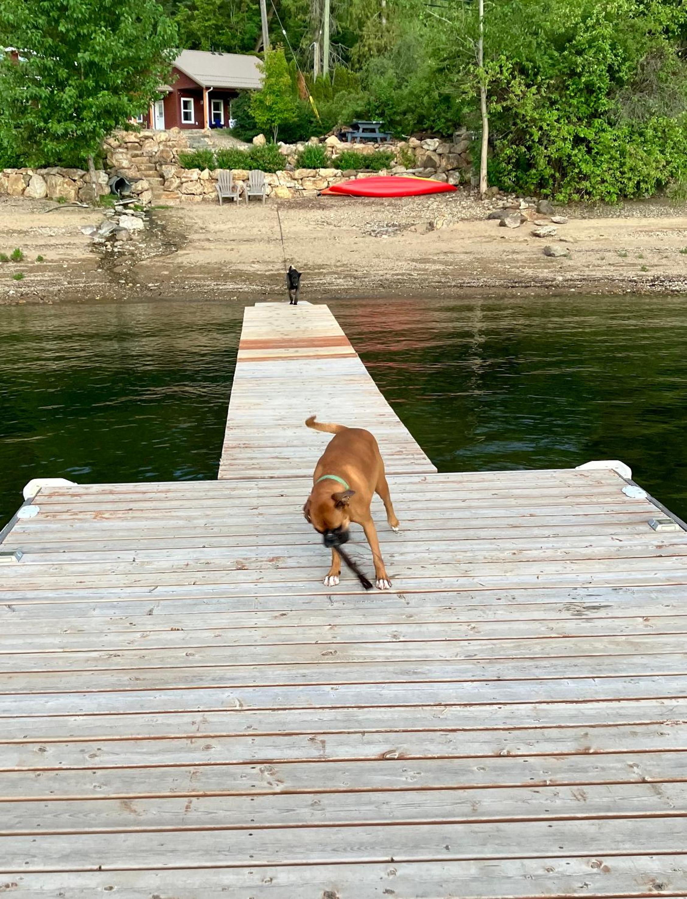 Shuswap, Sun Filled, Pet Friendly, Beach Cottage & Suite