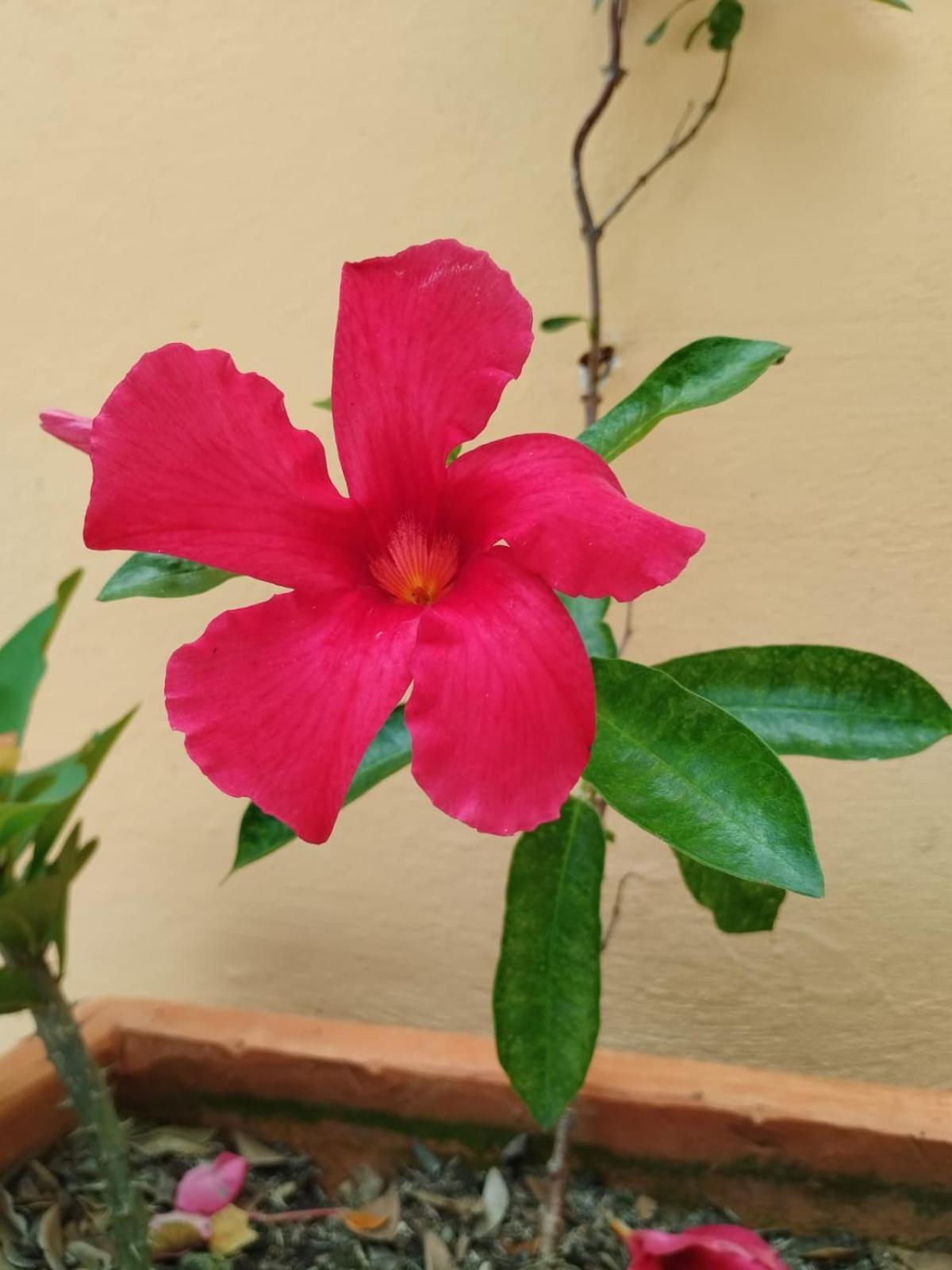 CisneCisneros