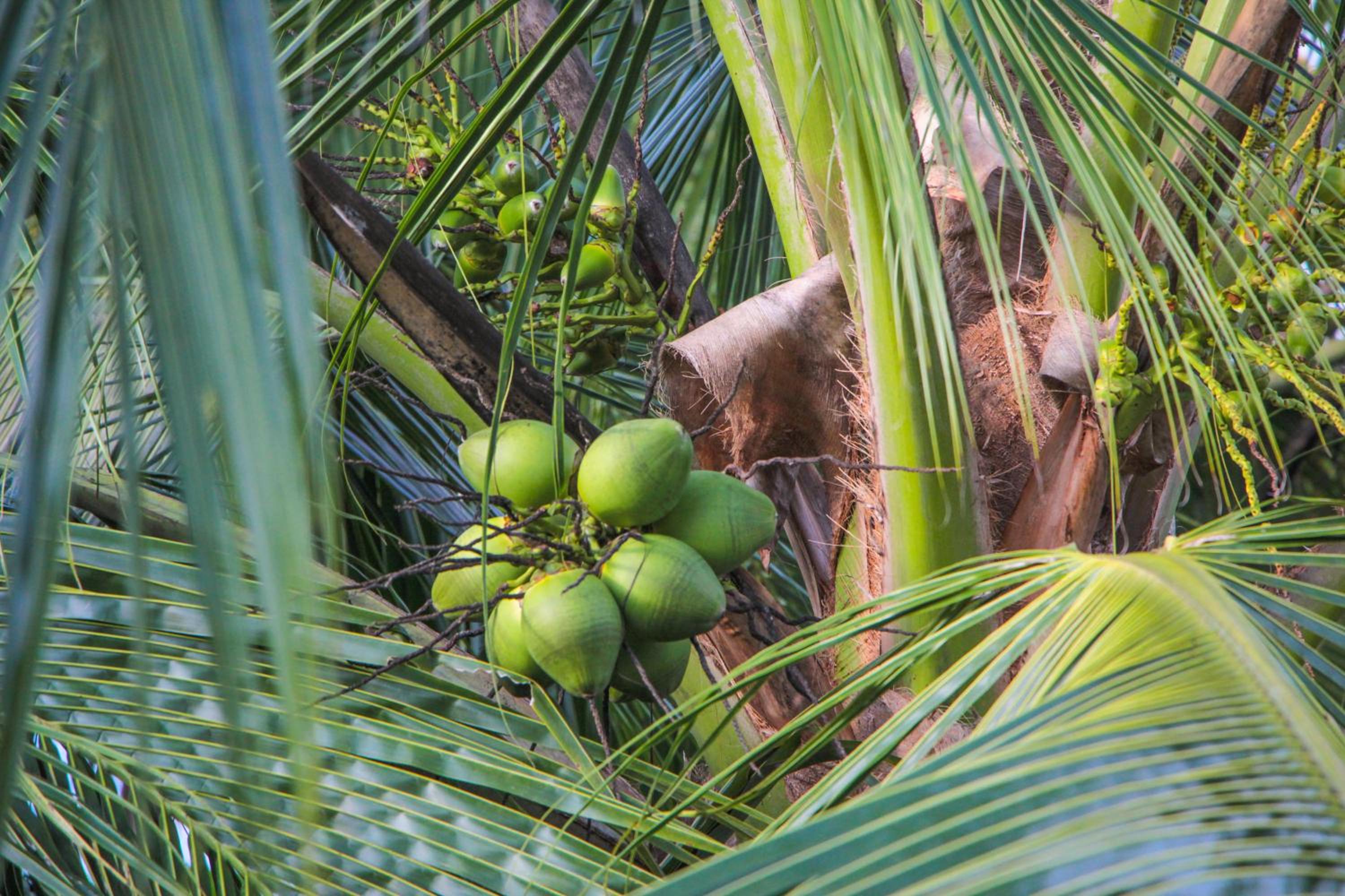 Posada Las Palmera Huina