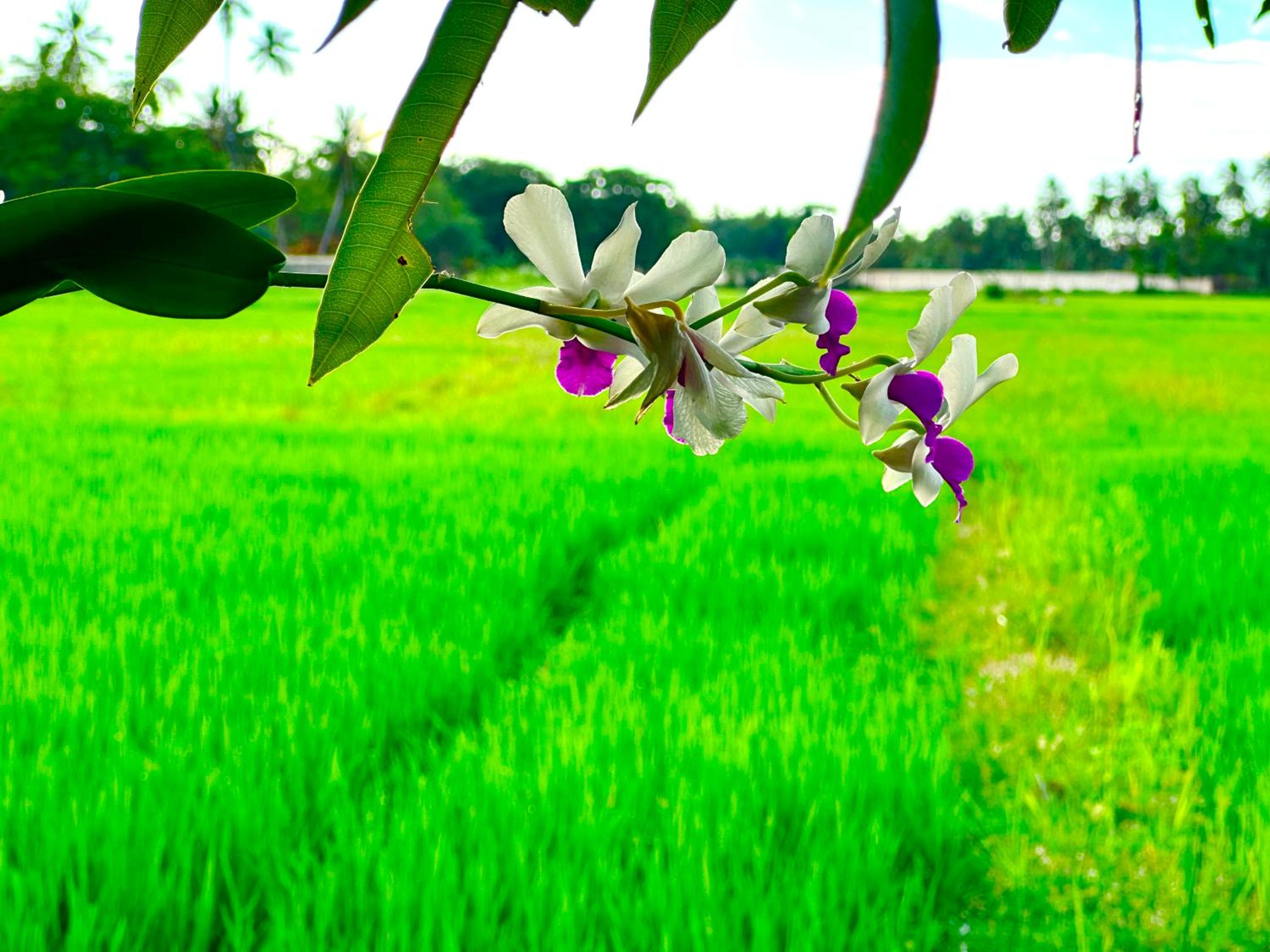Aroma Villa Homestay