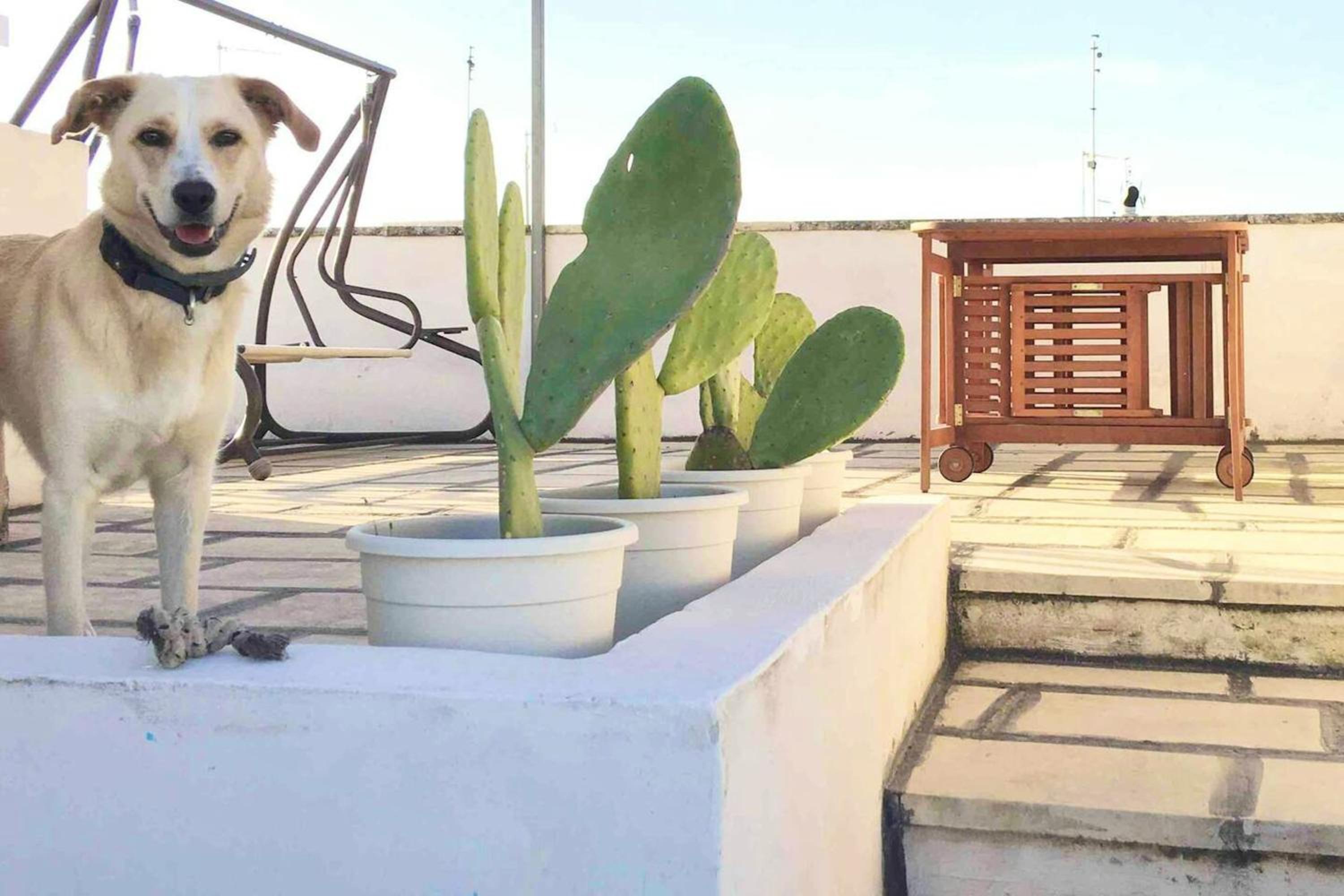 Welcoming house in Matino with terrace view 5