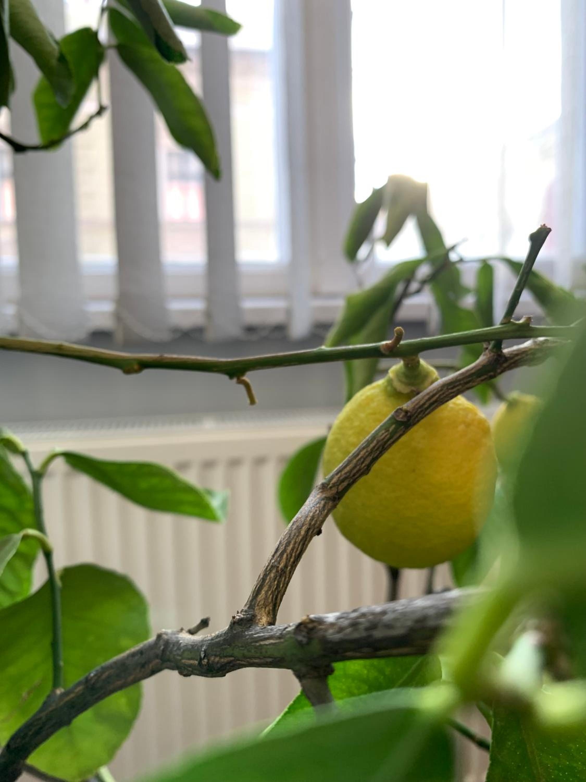 Tató Apartman
