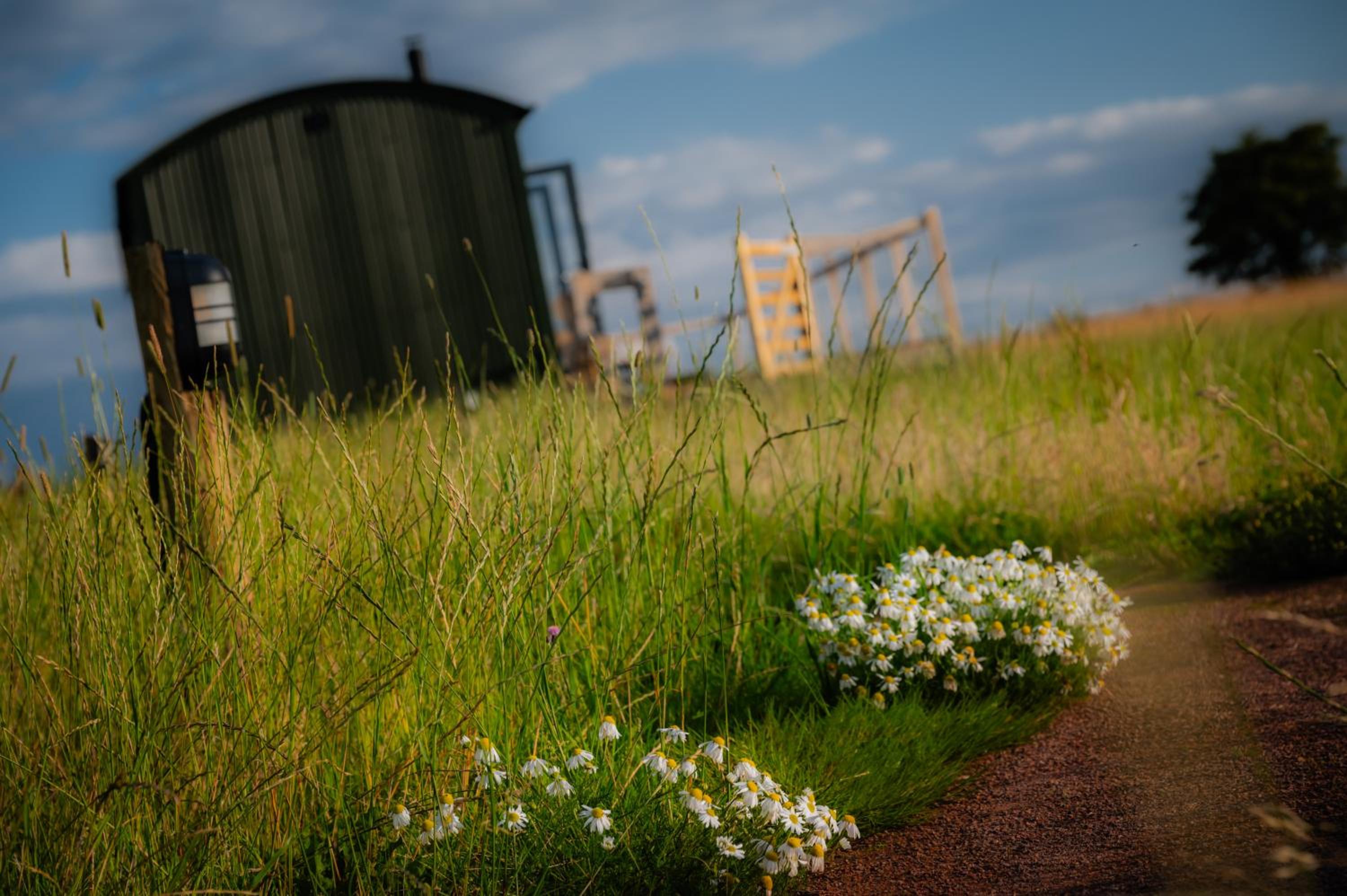 Gooseberry Shepherds Hut
