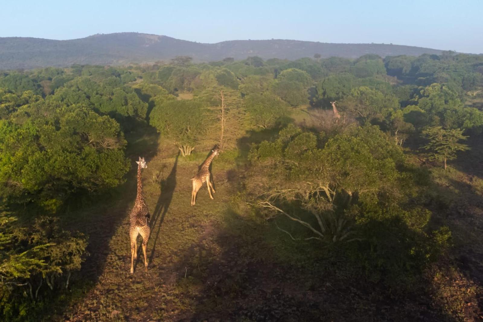 Masai Mara Vacations - OLORIEN MARA CAMP - Property Image 10