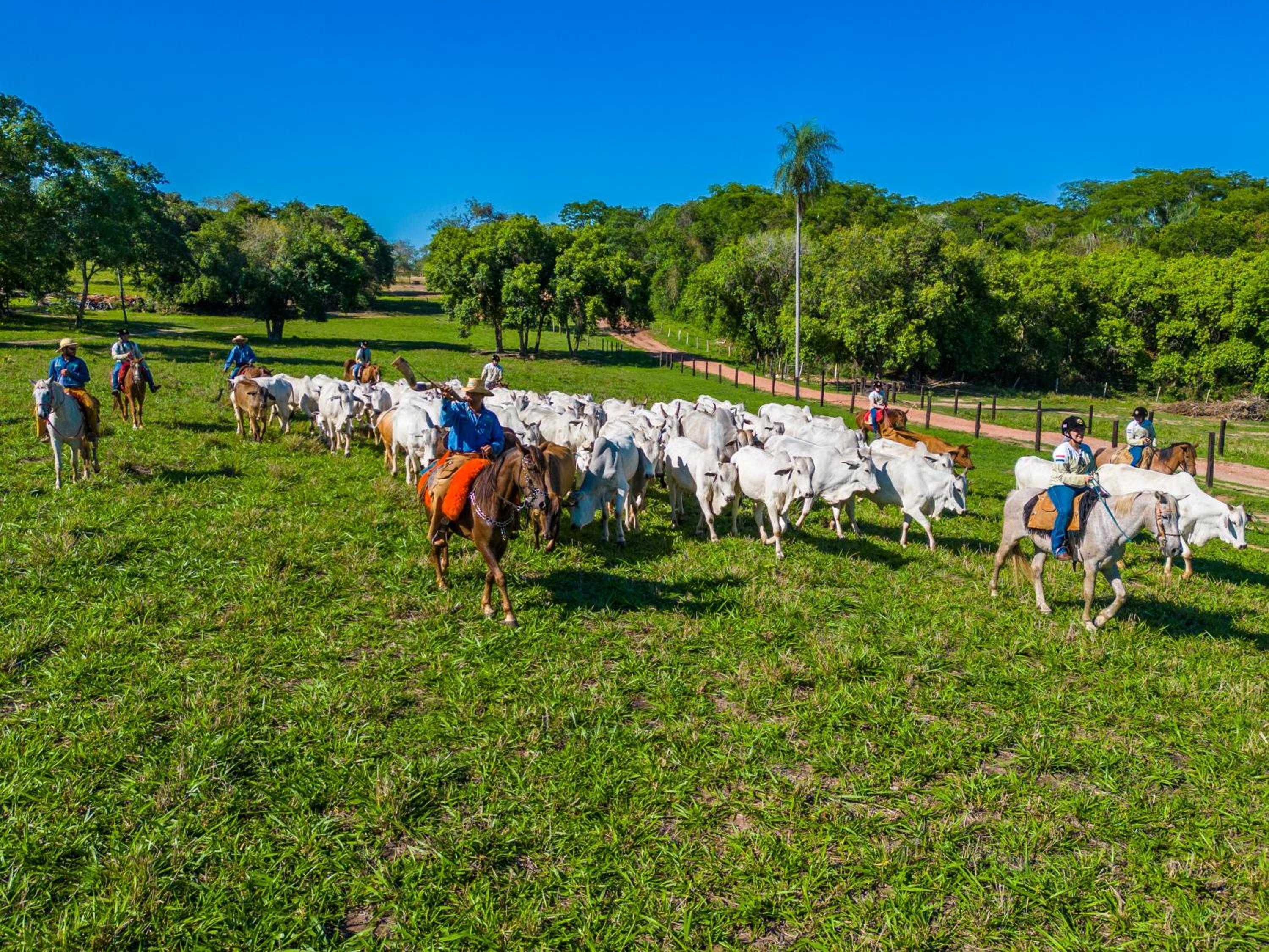 Pousada Pantanal Experiência