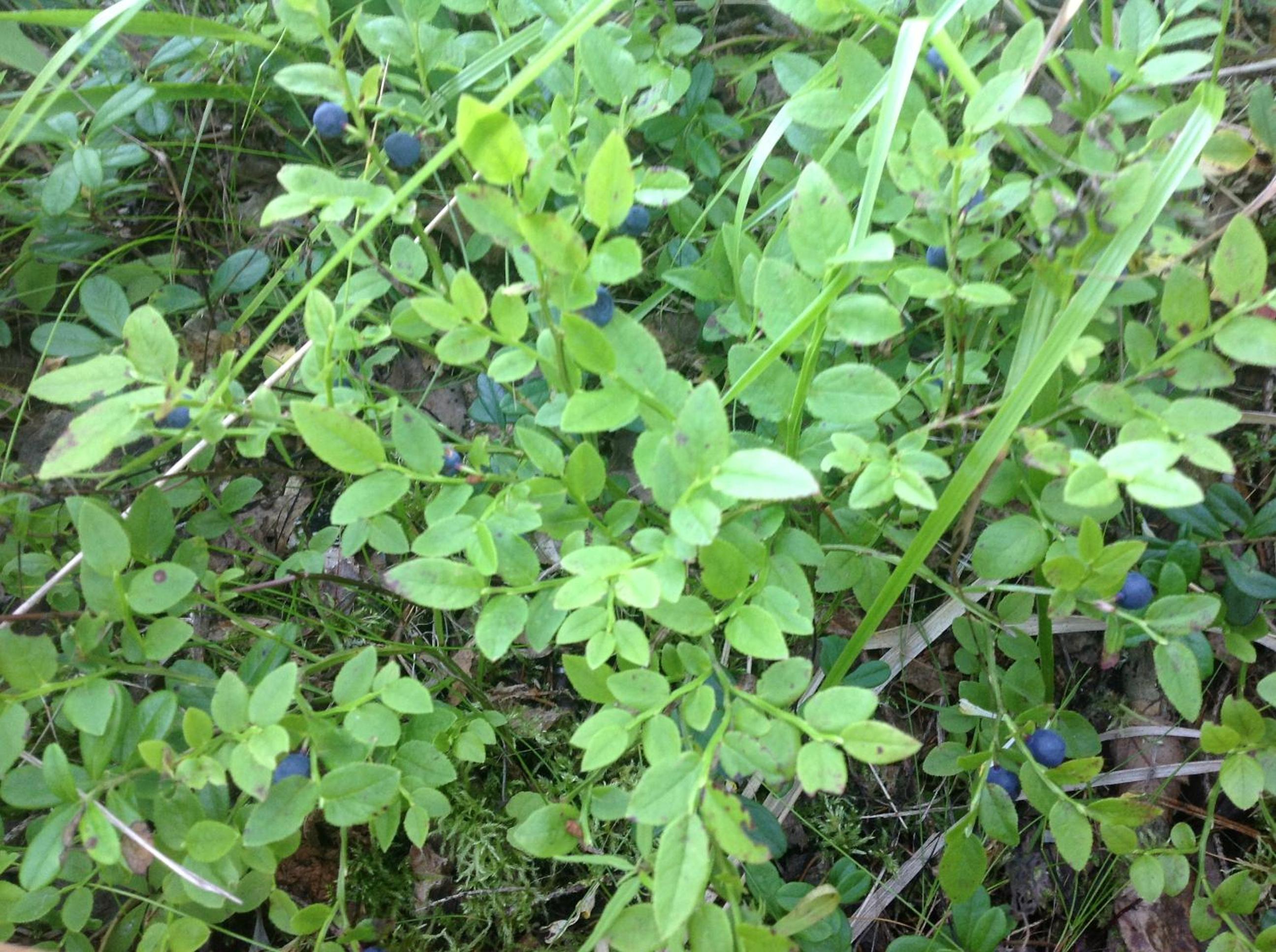 Photo 46