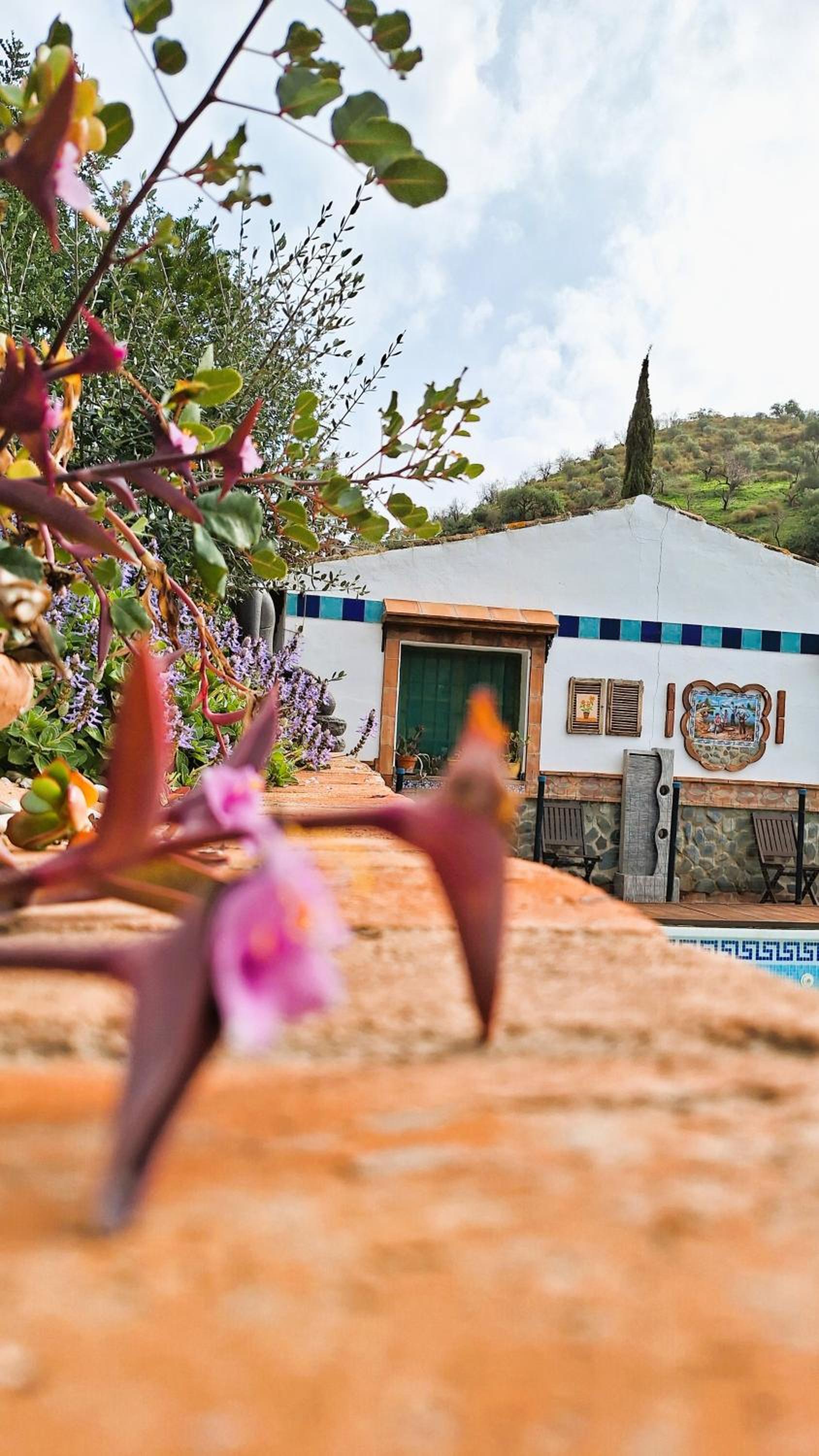 Finca LOS BURROS