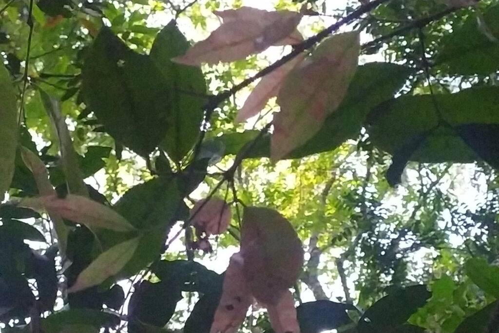 Cabana do Riacho: conforto, natureza e privacidade