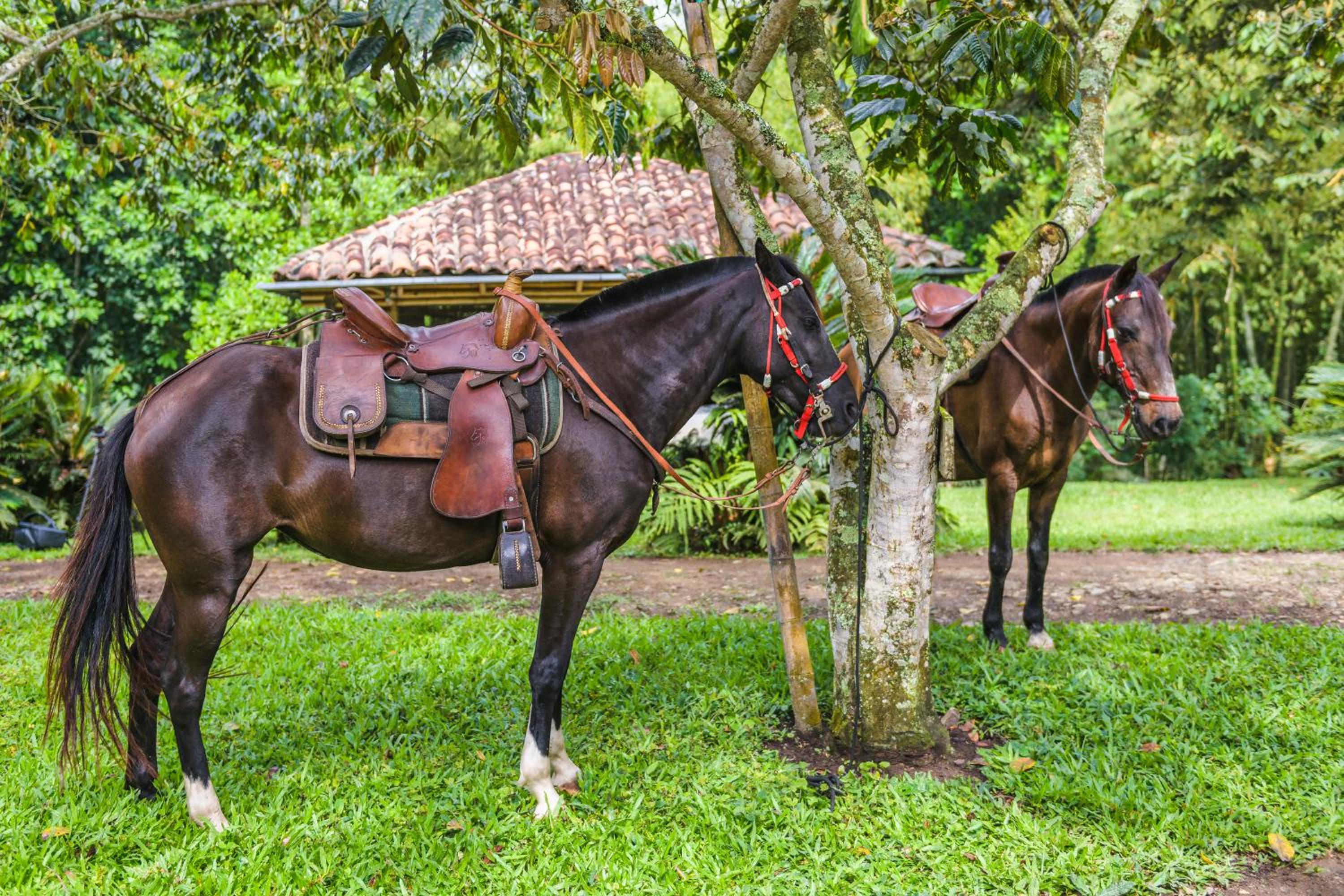 FINCA HOTEL CAÑA BRAVA