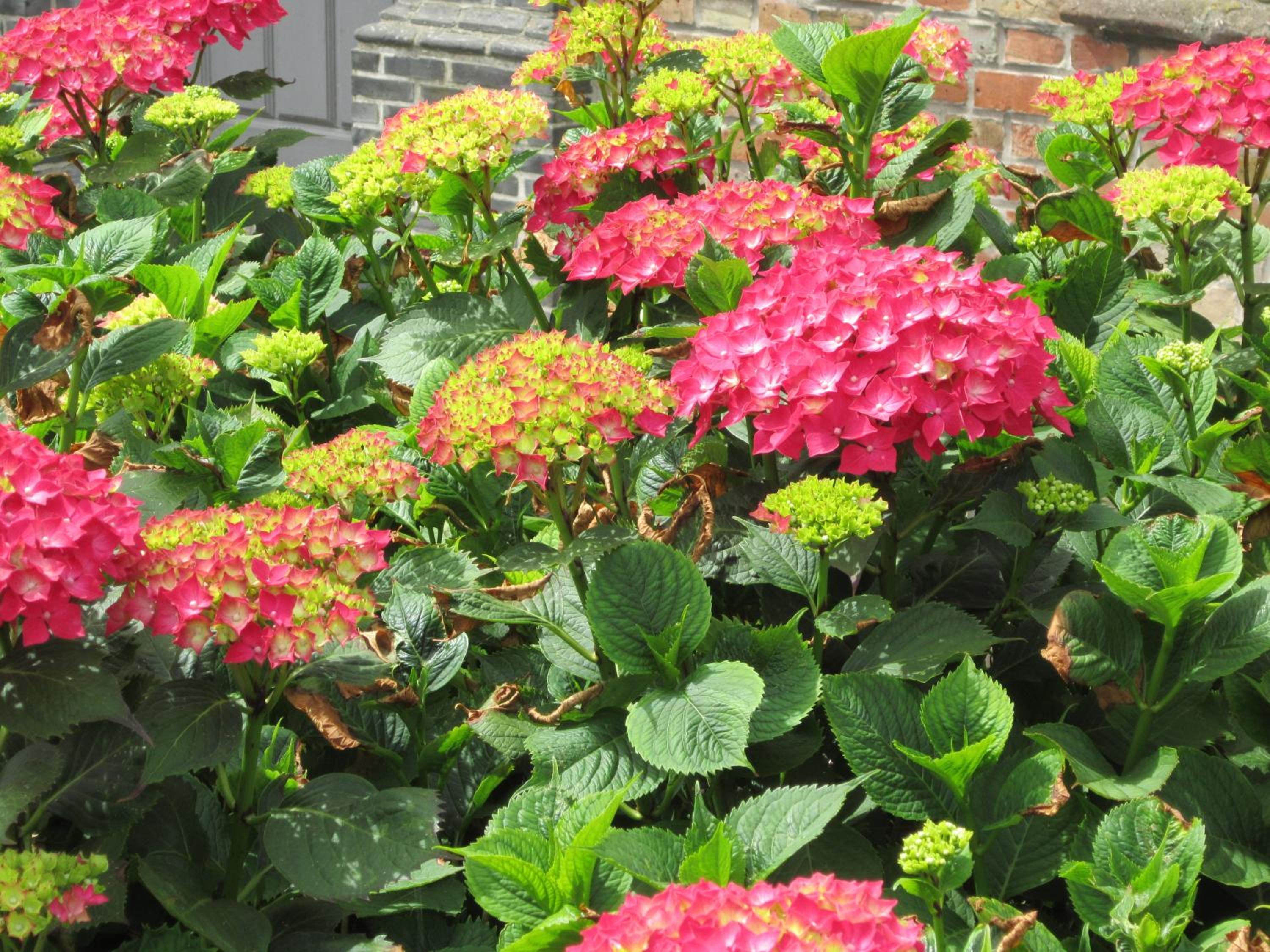 B&B Pastorie van Merkem