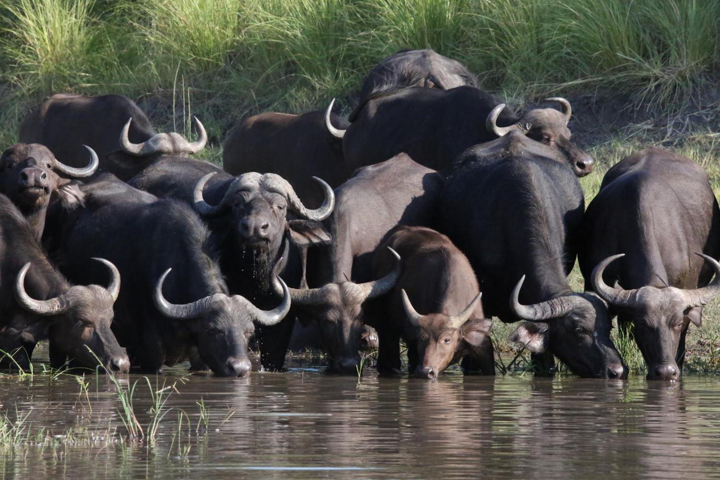 Zambezi Dusk River Facing-all inclusive-Luxury Accommodation