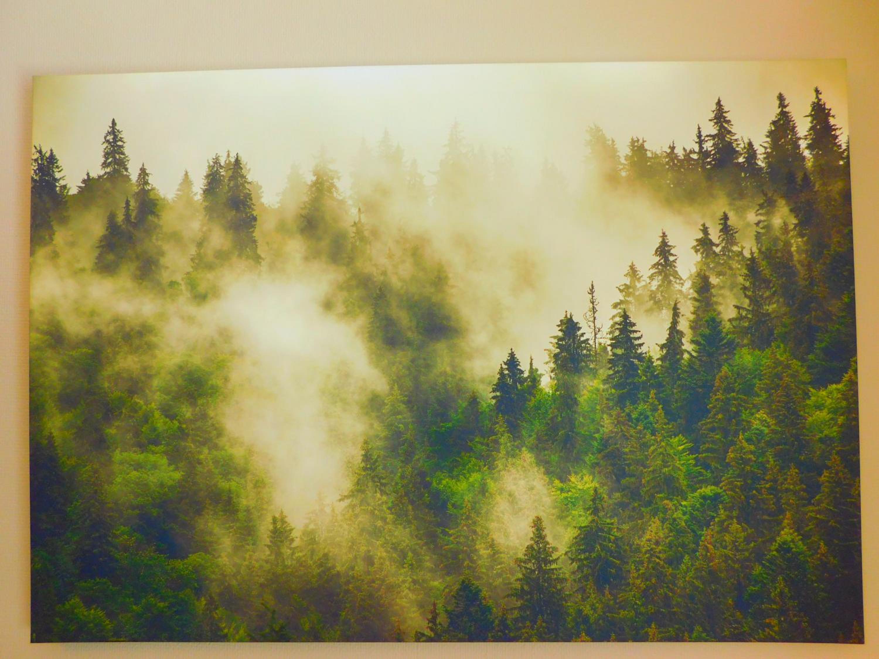 Skogsro Forest Hostel