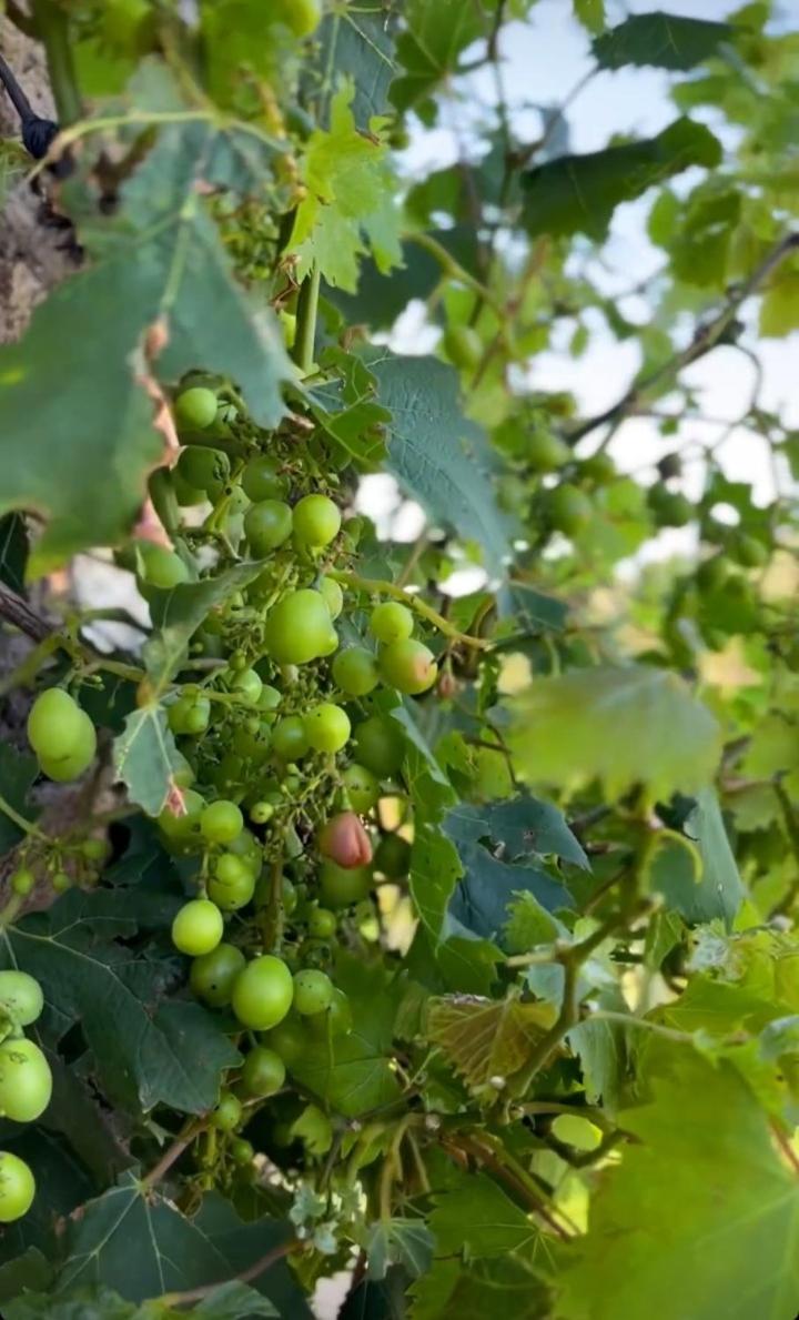 Establecimiento La Soleada suites de campo