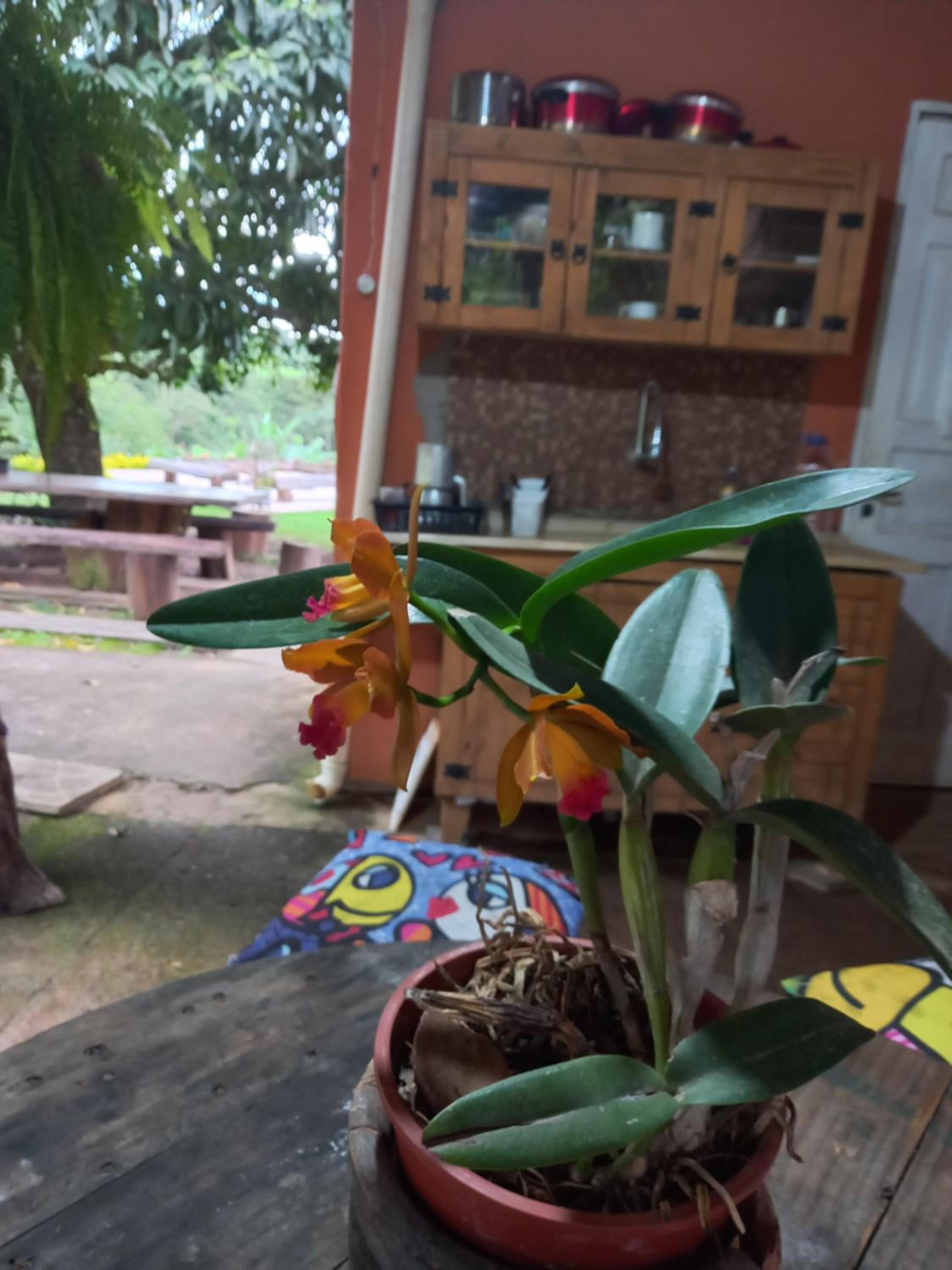 Rancho dos Pássaros Amarelos