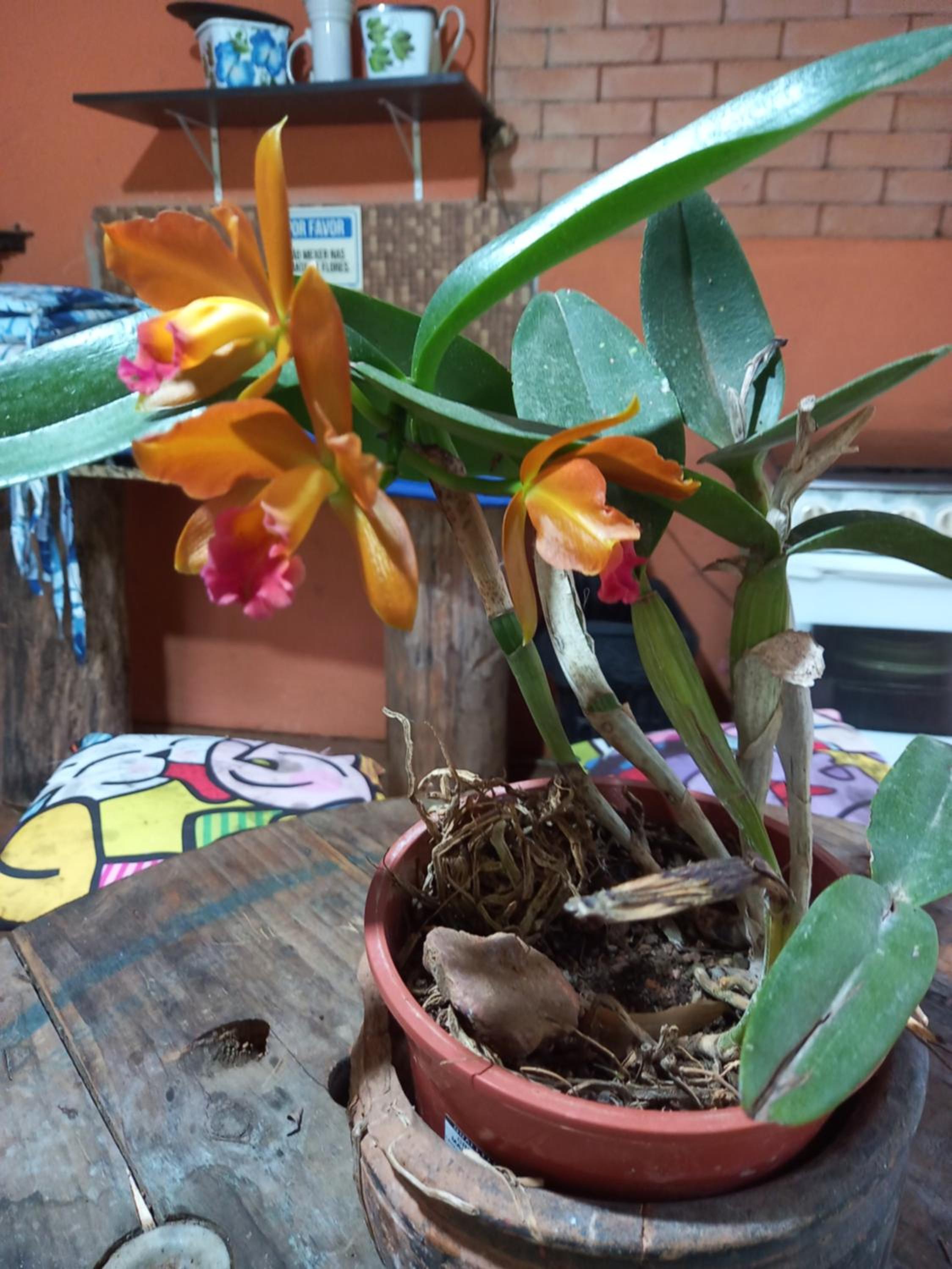 Rancho dos Pássaros Amarelos