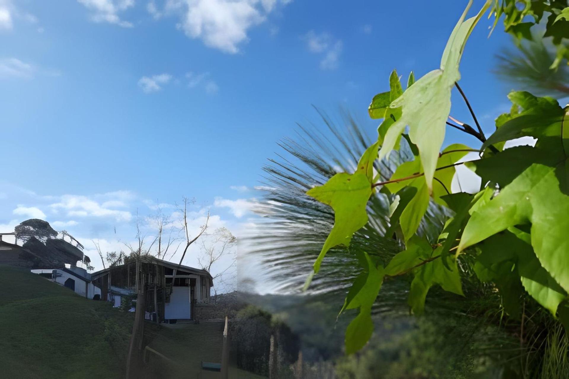 Alto da Mantiqueira - Manacá