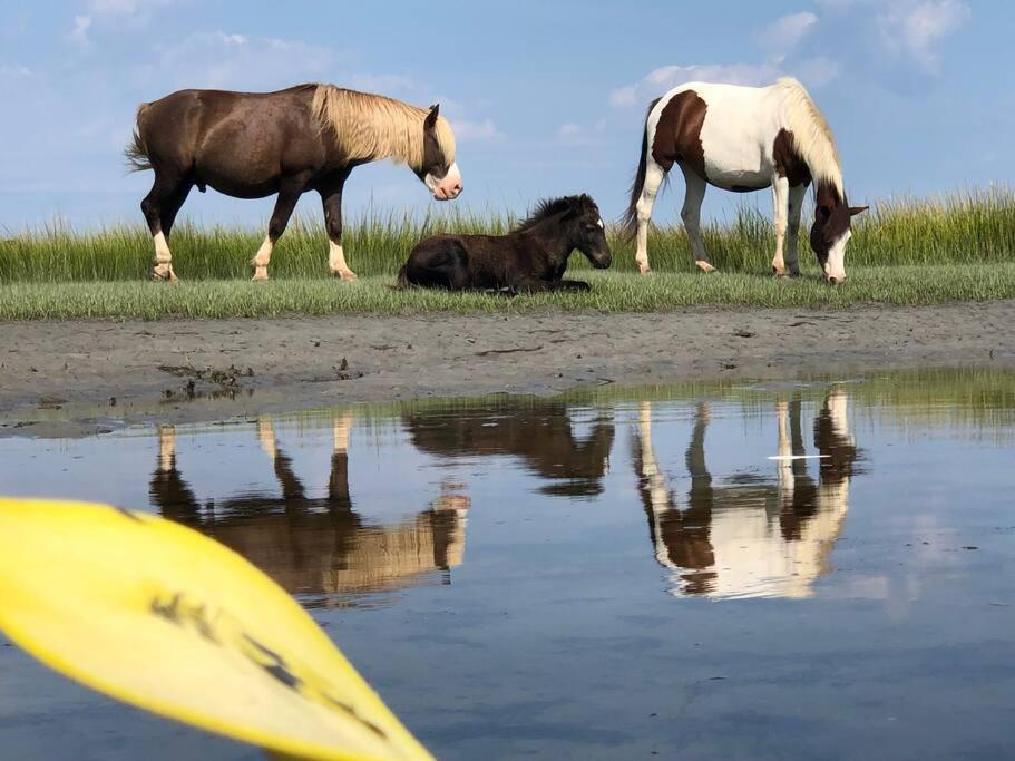 Horseshoe Haven