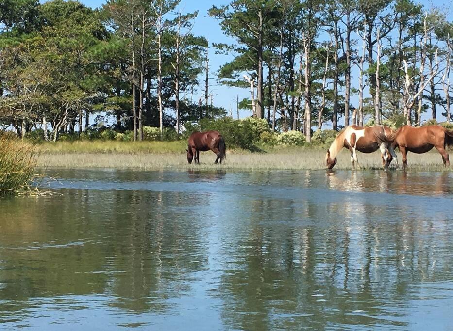 Horseshoe Haven