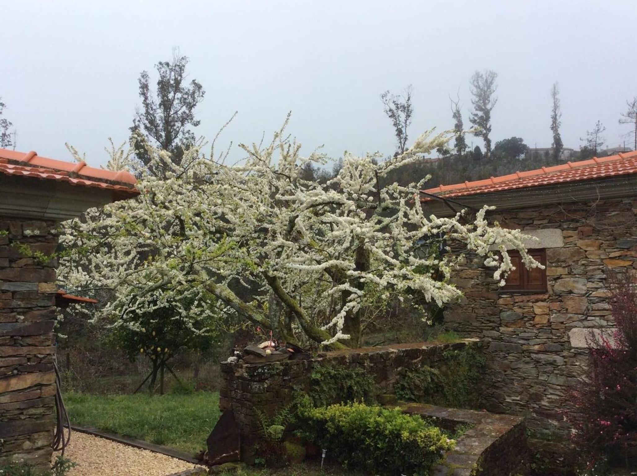 Spacious and comfortable house in Freimoninho with terrace view 3